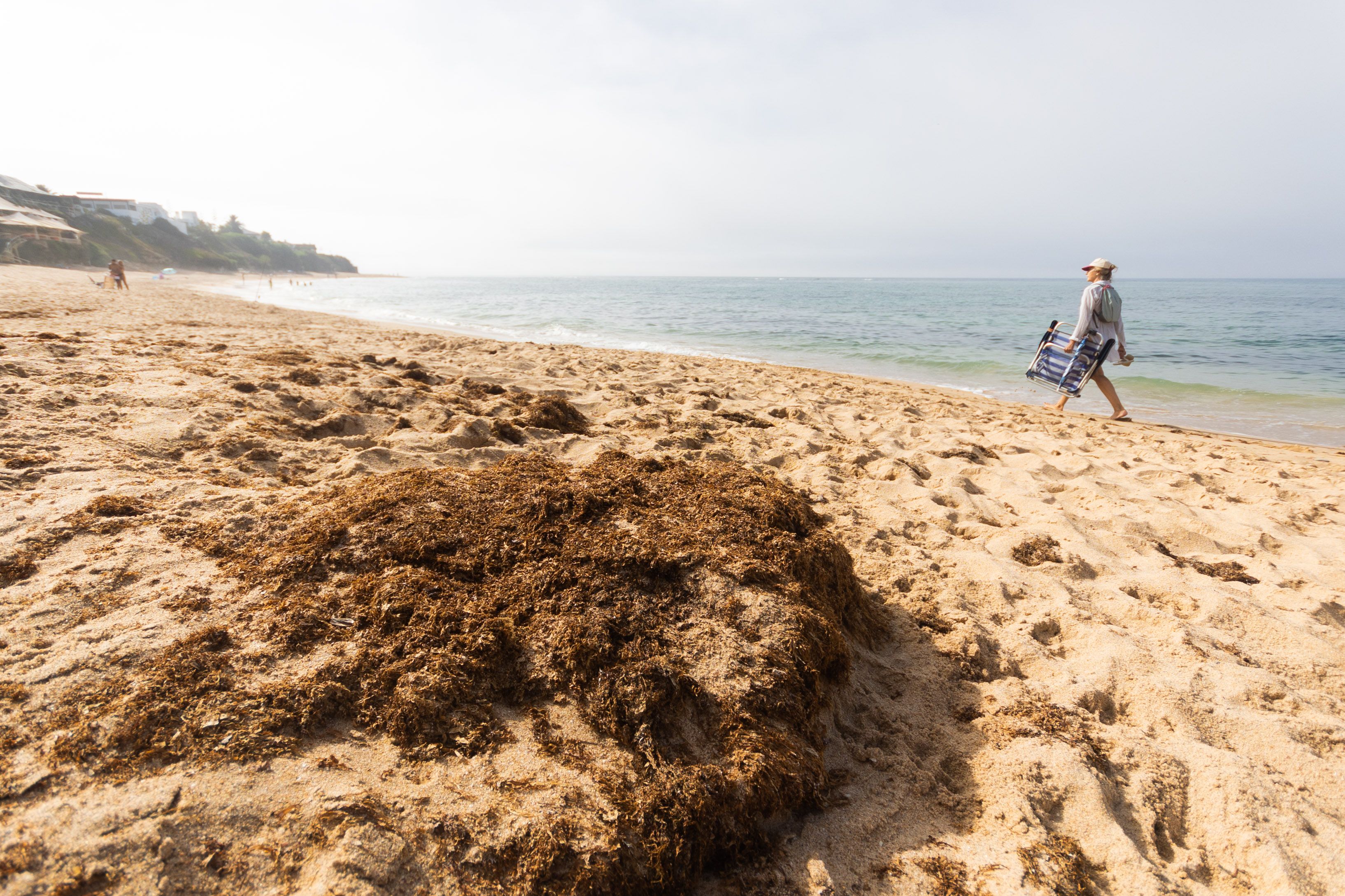 El alga asiática en la playa de Los Caños de Meca. El alga asiática en la playa de Los Caños de Meca.