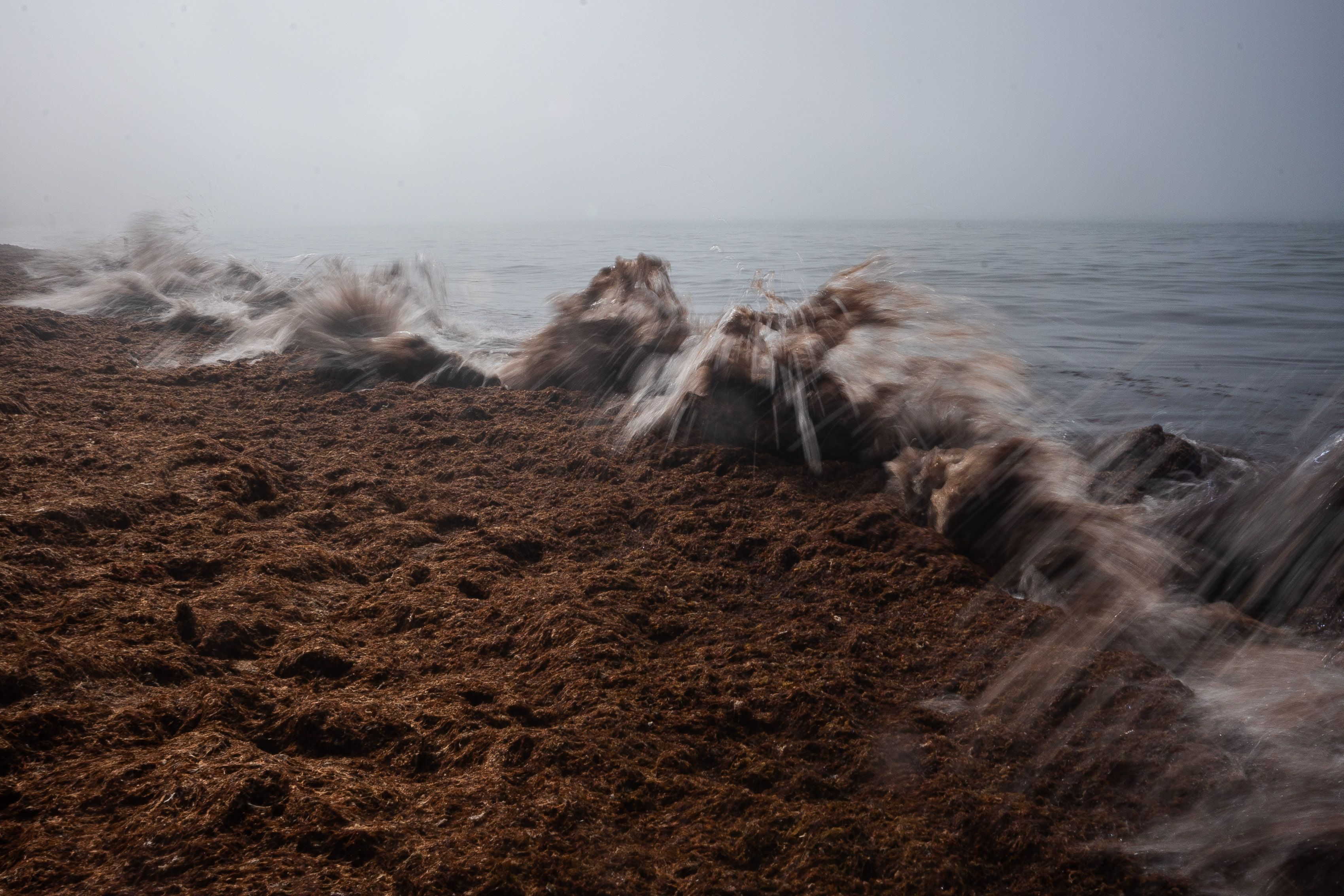 Los efectos del alga asiática en playas de la provincia de Cádiz.