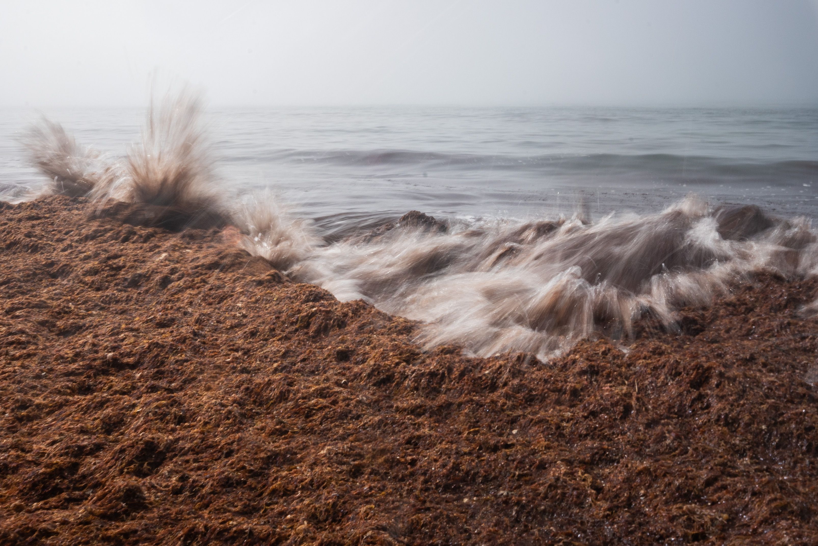 Orilla de la playa de Marisucia invadida por el alga asiática en Los Caños.