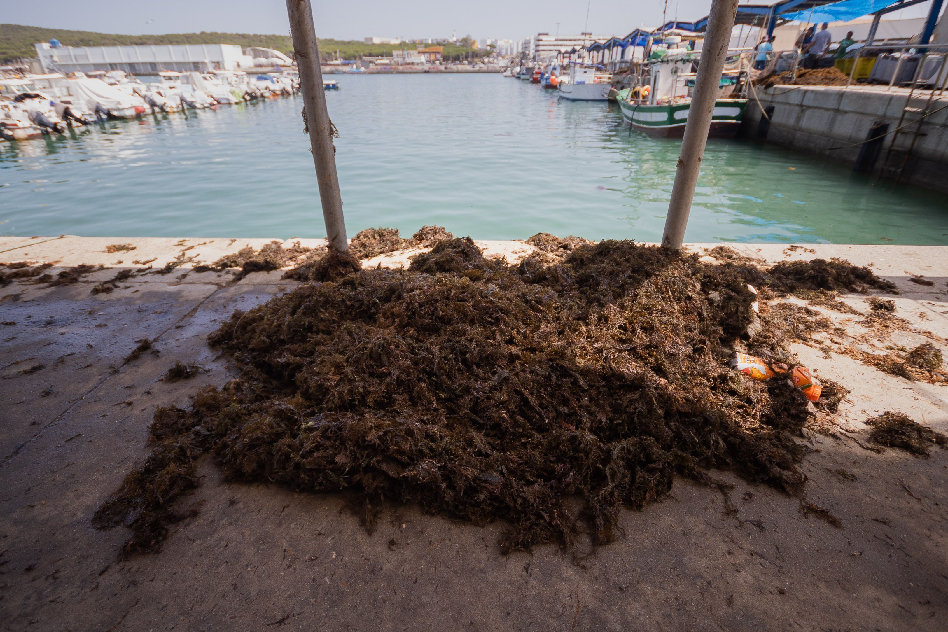 Algas acumuladas en el puerto de Barbate. 