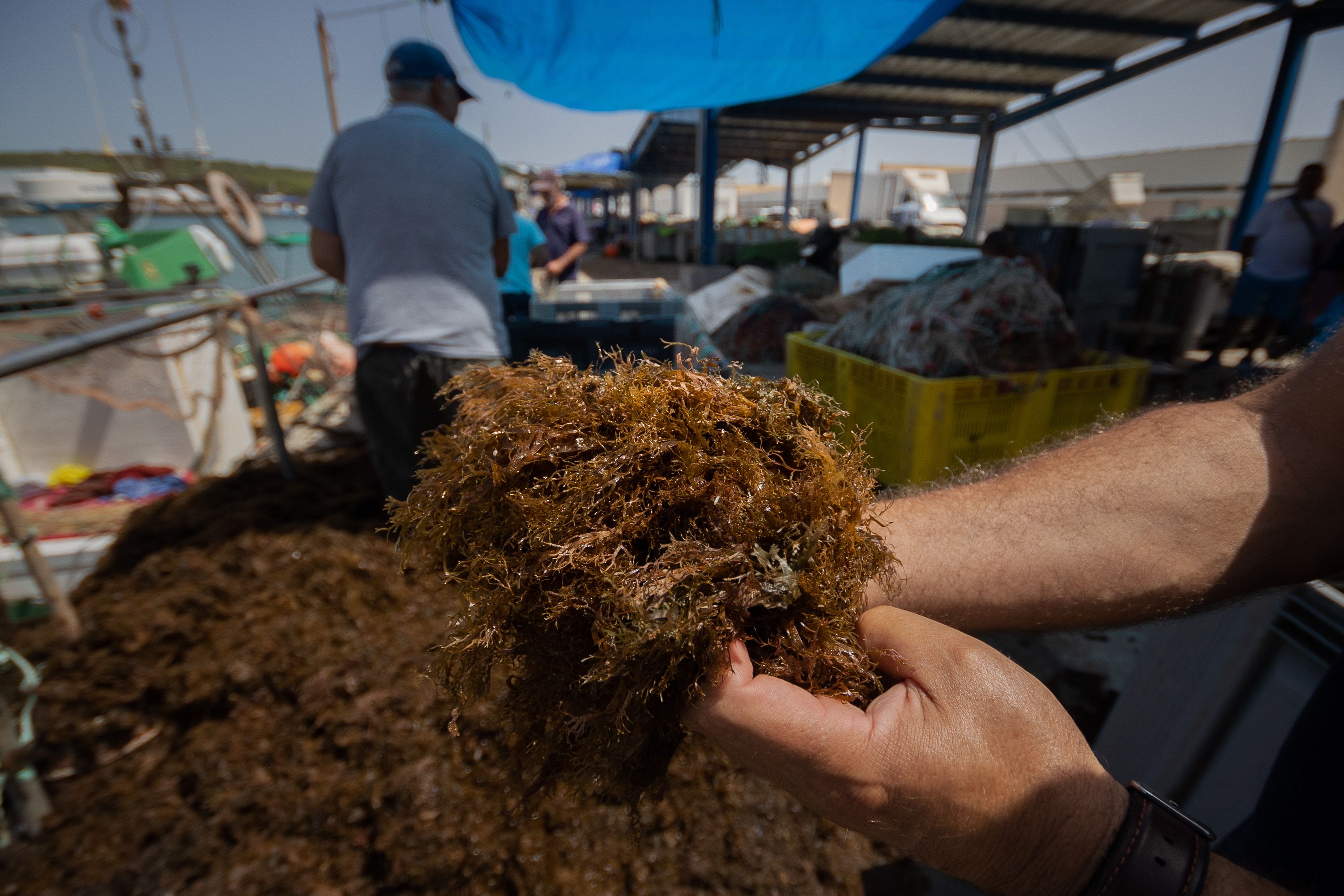 Detalle del alga asiática que afecta a la pesca artesanal. 