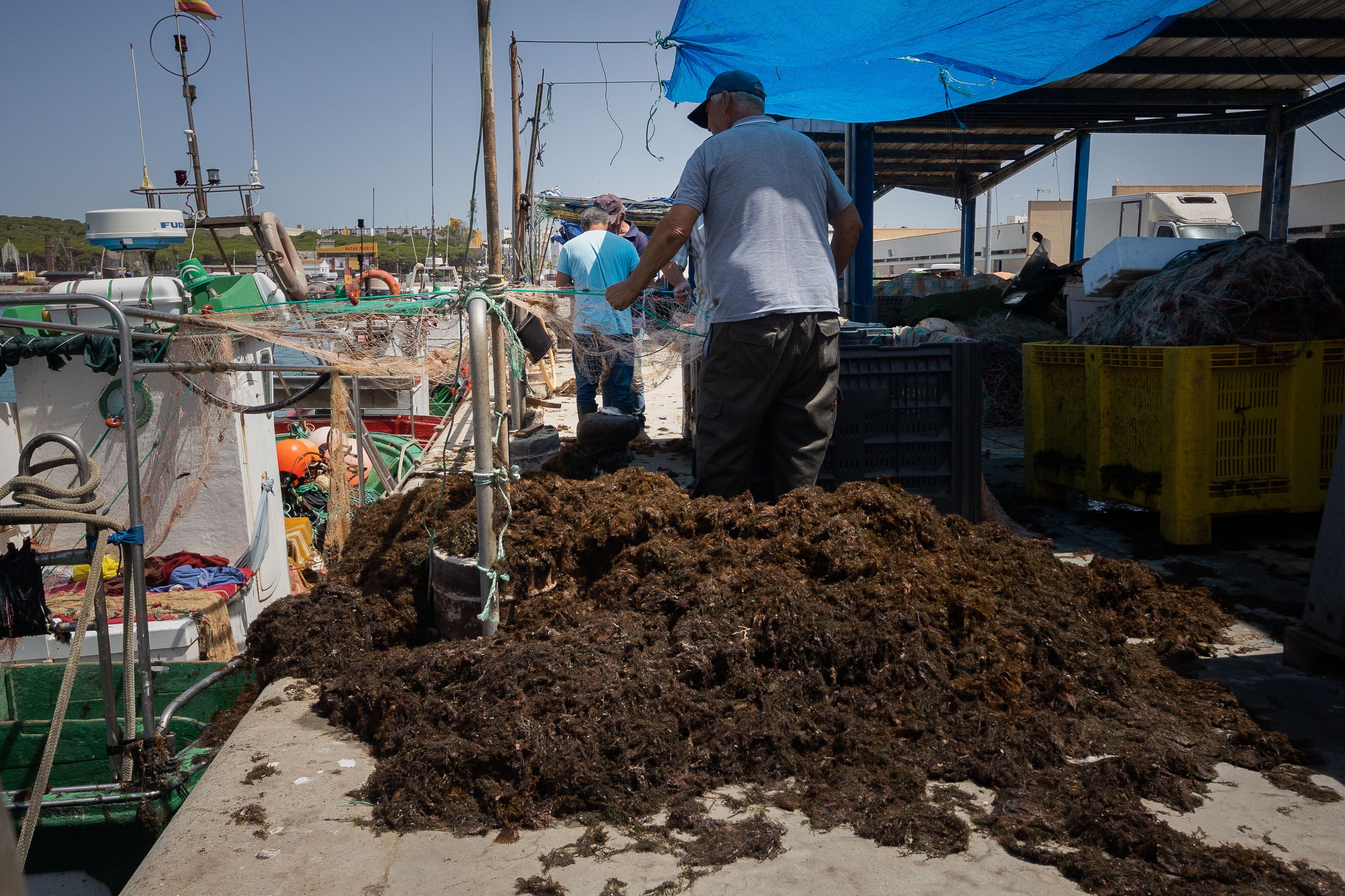 Montañas de algas quitadas de las artes. 