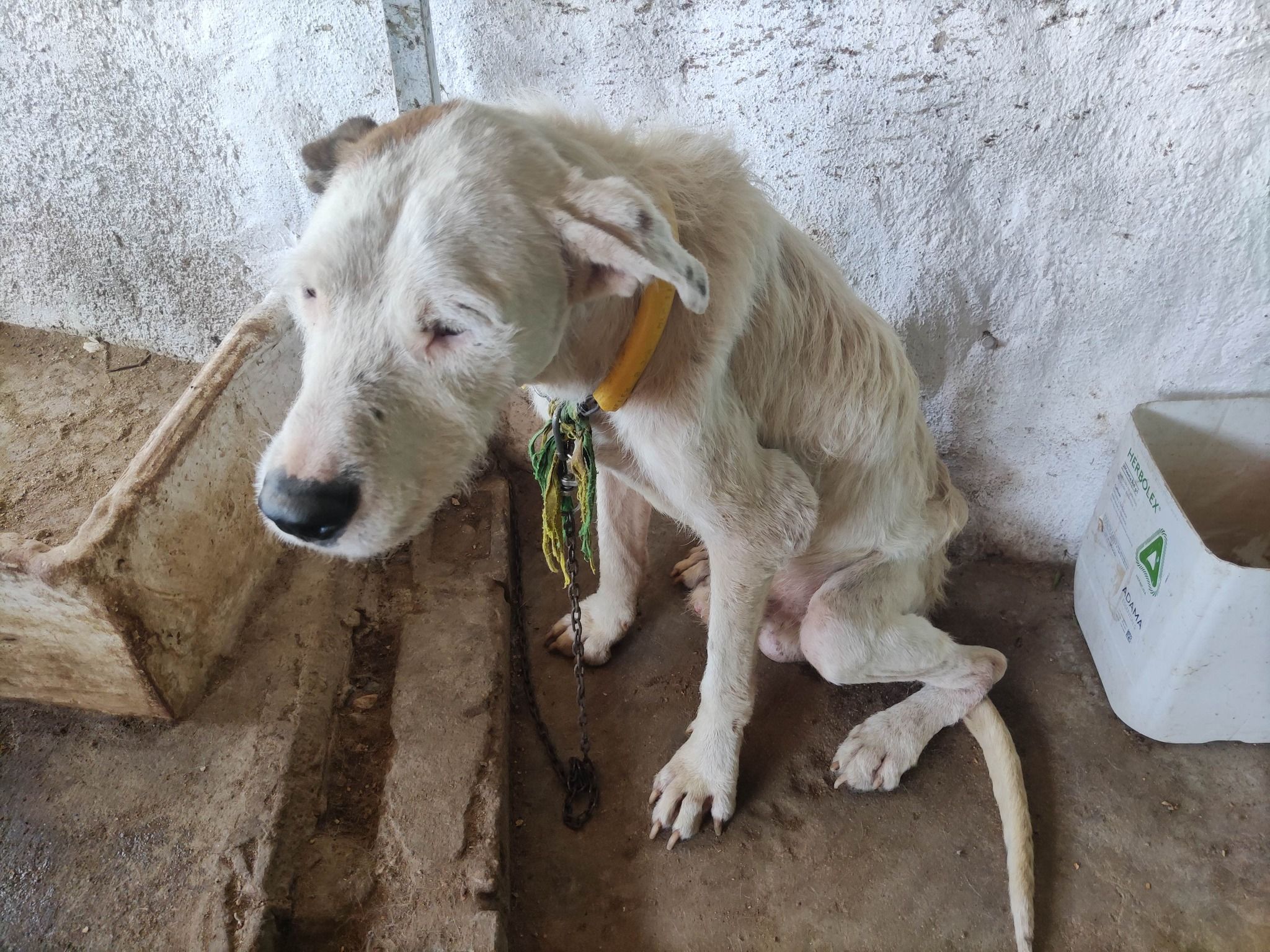 Encuentran 32 perros esqueléticos, deshidratados y cubiertos de pulgas en un cortijo de Granada. Encuentran 32 perros esqueléticos, deshidratados y cubiertos de pulgas en un cortijo de Granada.
