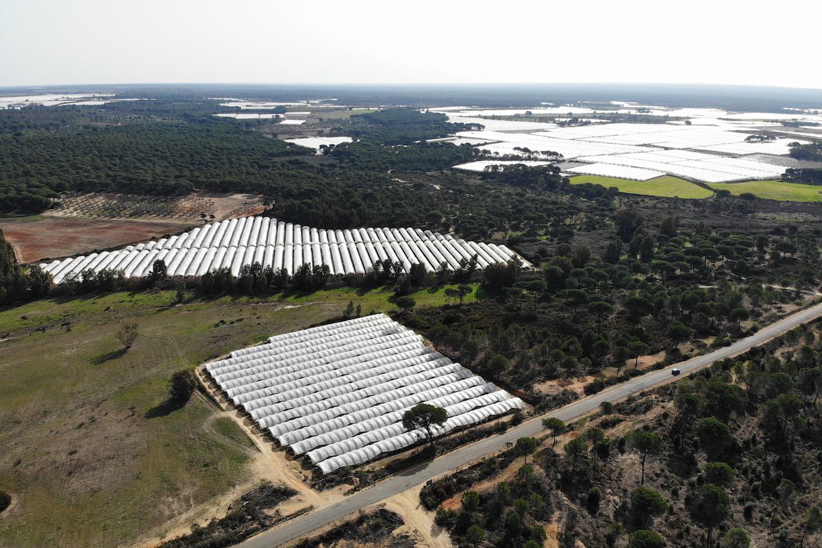 Vista aérea de invernaderos en el entorno de Doñana: cinco agricultores detenidos por el saqueo de agua.