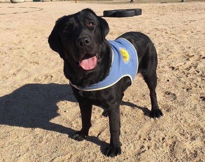 La perra Pocahontas, en una foto reciente.