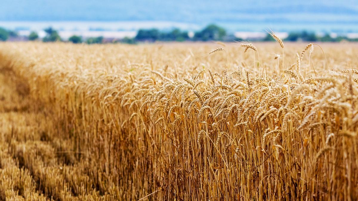 Un cultivo de cereales, un producto que subirá por el bloqueo a Ucrania.
