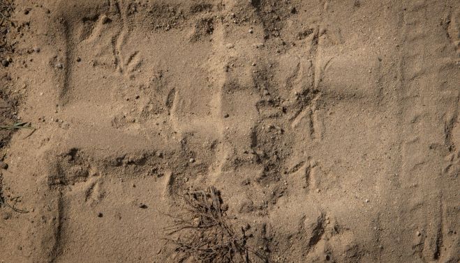 Huellas de las patas del chorlitejo junto a las de los neumáticos de los camiones.MAURI BUHIGAS Huellas de las patas del chorlitejo junto a las de los neumáticos de los camiones.MAURI BUHIGAS