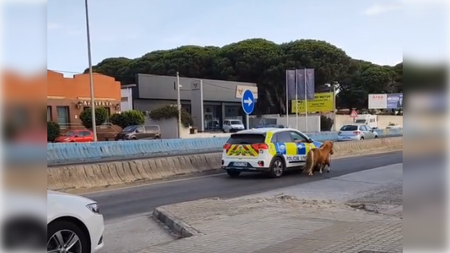 El surrealista vídeo de la Policía Local de Algeciras: "Cuando no saben donde está la comisaría".