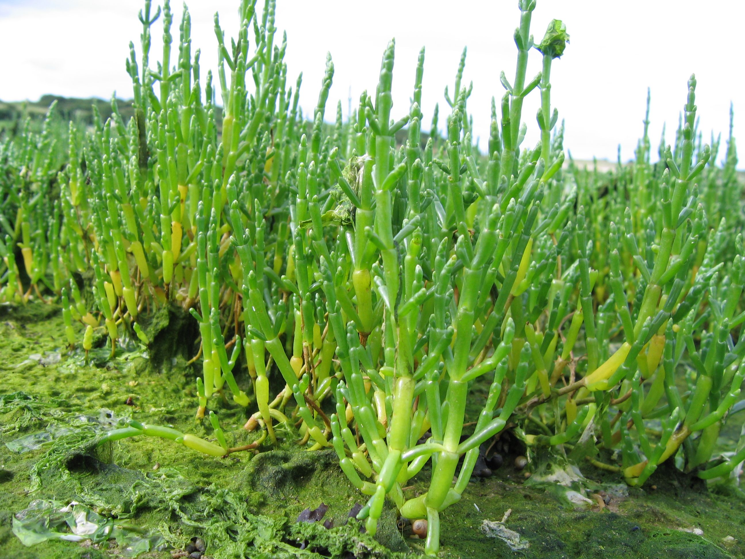 El espárrago de mar o salicornia en una plantación. 