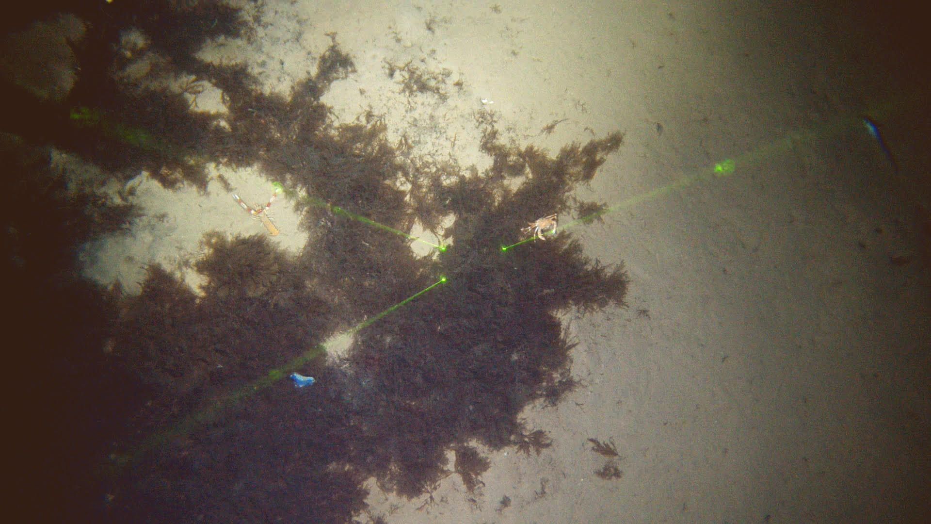 El alga invasora, en el fondo del golfo de Cádiz.