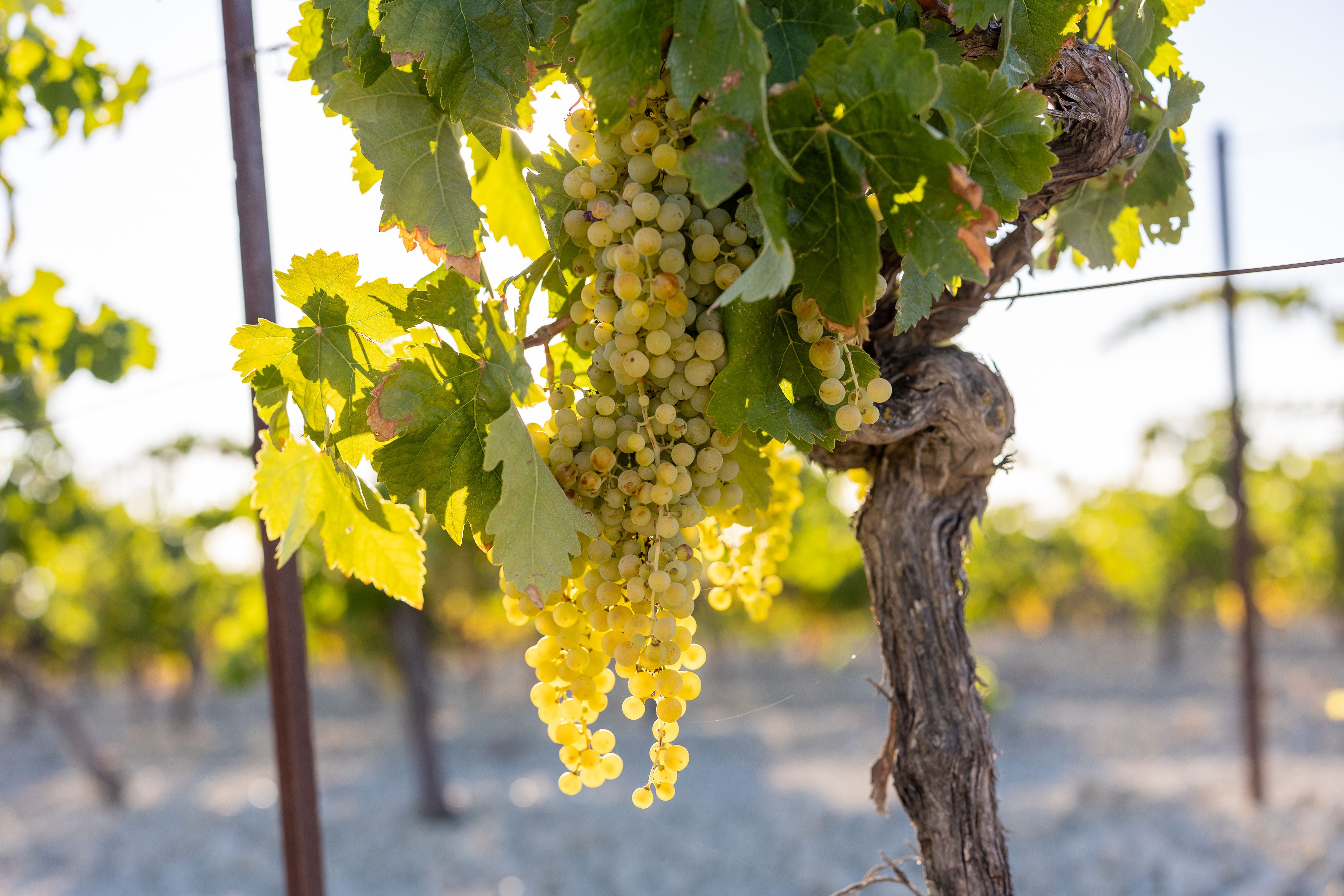 Imagen de un racimo de uva, en un viñedo al norte de Jerez. Montilla comienza a usar el nombre "vinos de pasto".