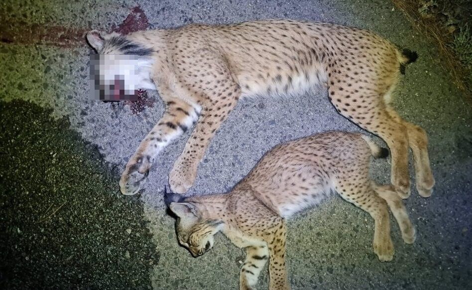 Los linces atropellados. ECOLOGISTAS EN ACCIÓN.