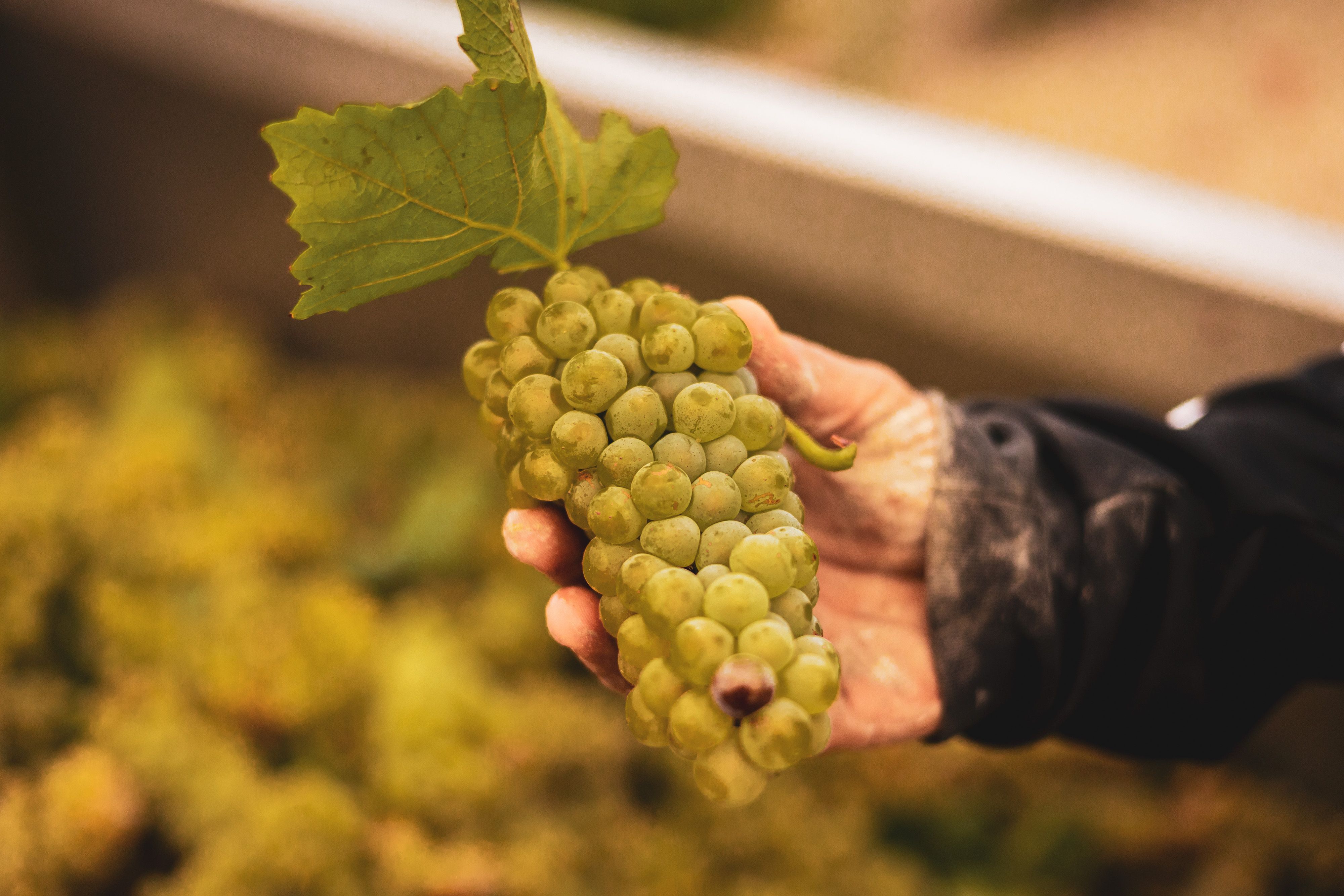 Este año la uva la cosecha de chardonnay promete. Las temperaturas han ayudado a su producción
