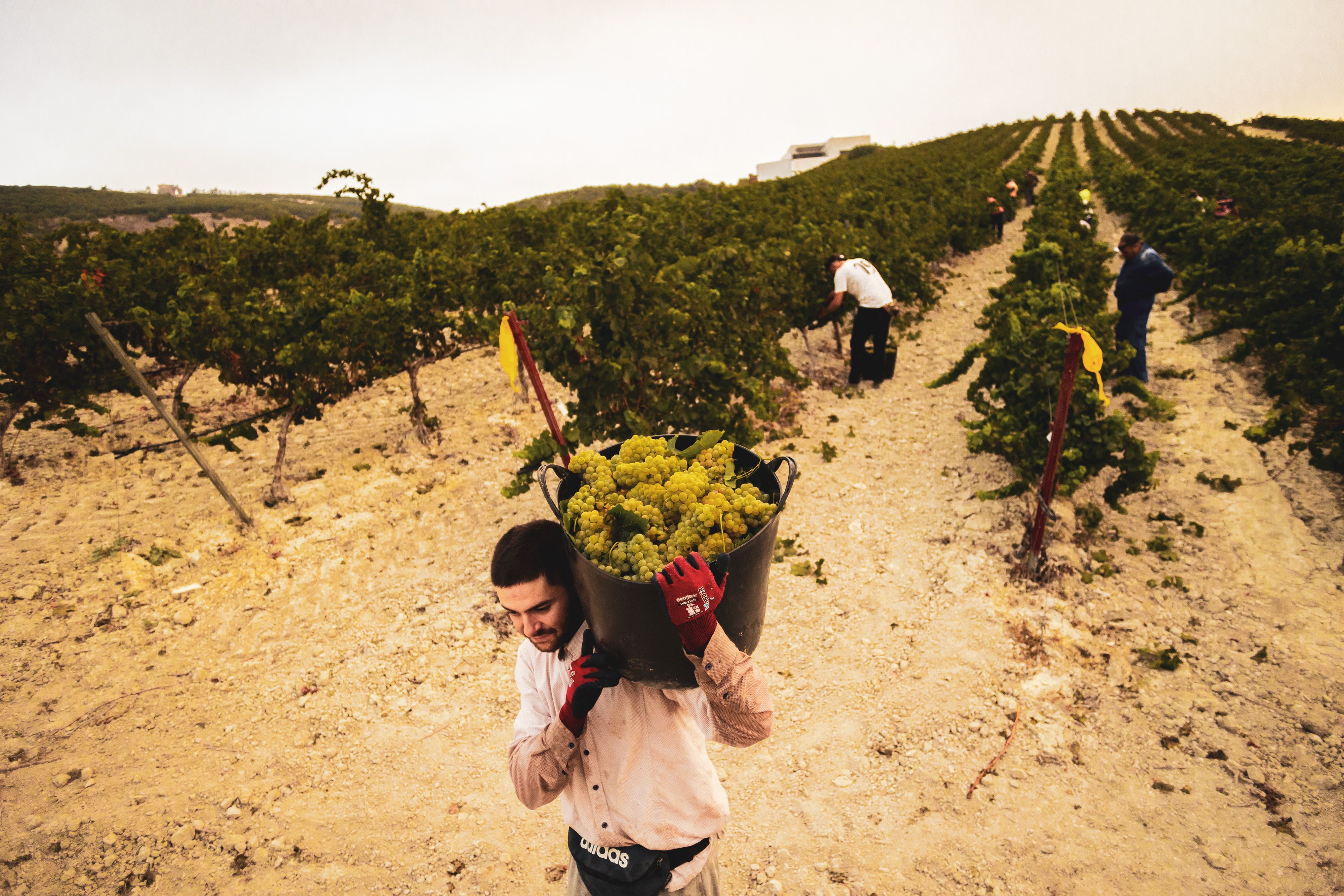 Un vendimiador transporta una espuerta llena de uva en la finca de Entrechuelos de Torrecera