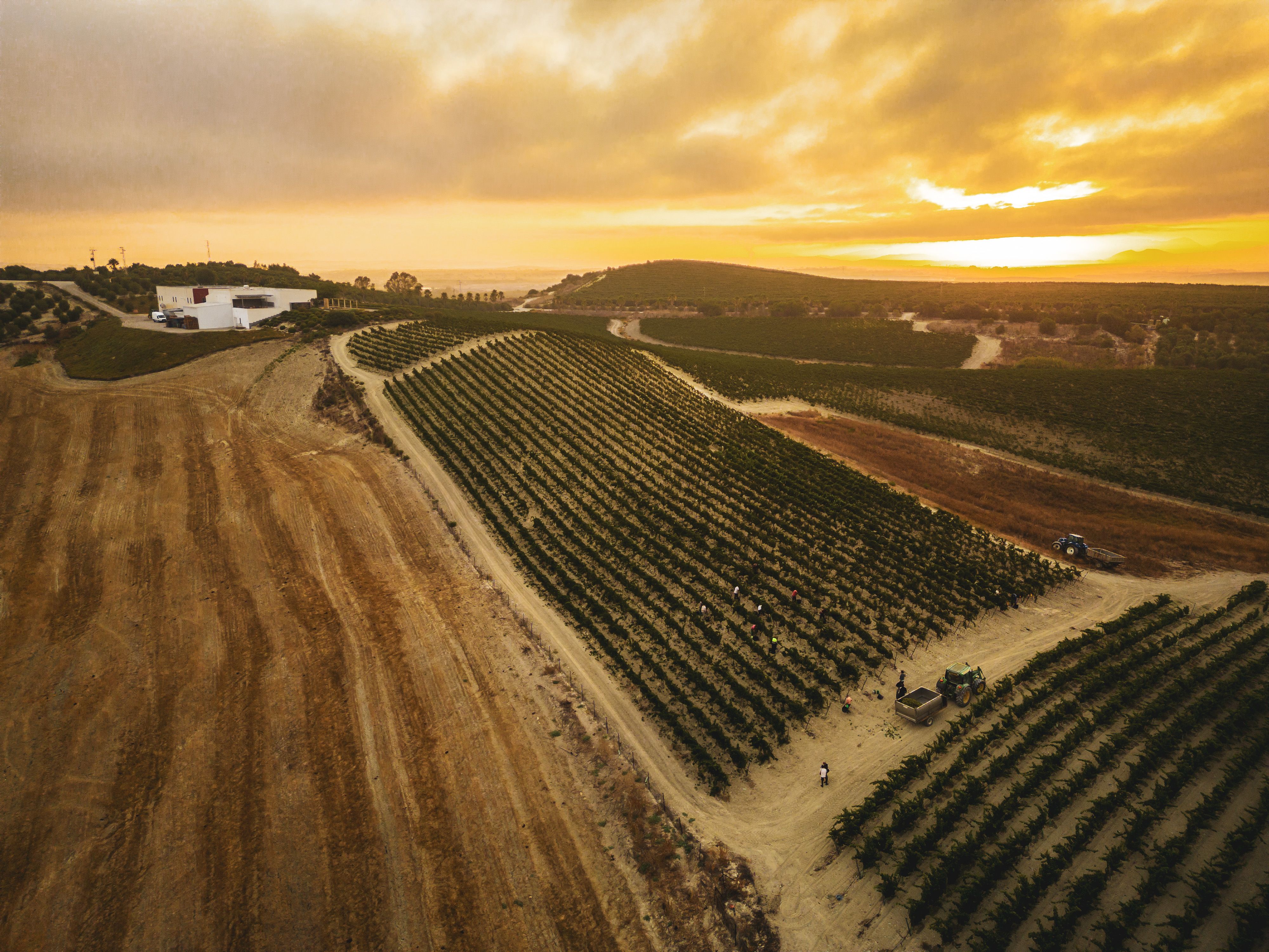 Amanece en la finca de la bodega Miguel Domecq, donde llevan vendimiando desde el pasado 19 de julio