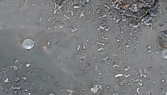 Algunas de las larvas encontradas.