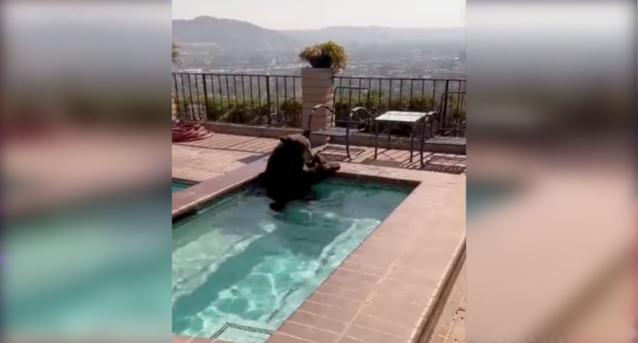 La curiosa imagen de un oso dándose un baño en un jacuzzi.