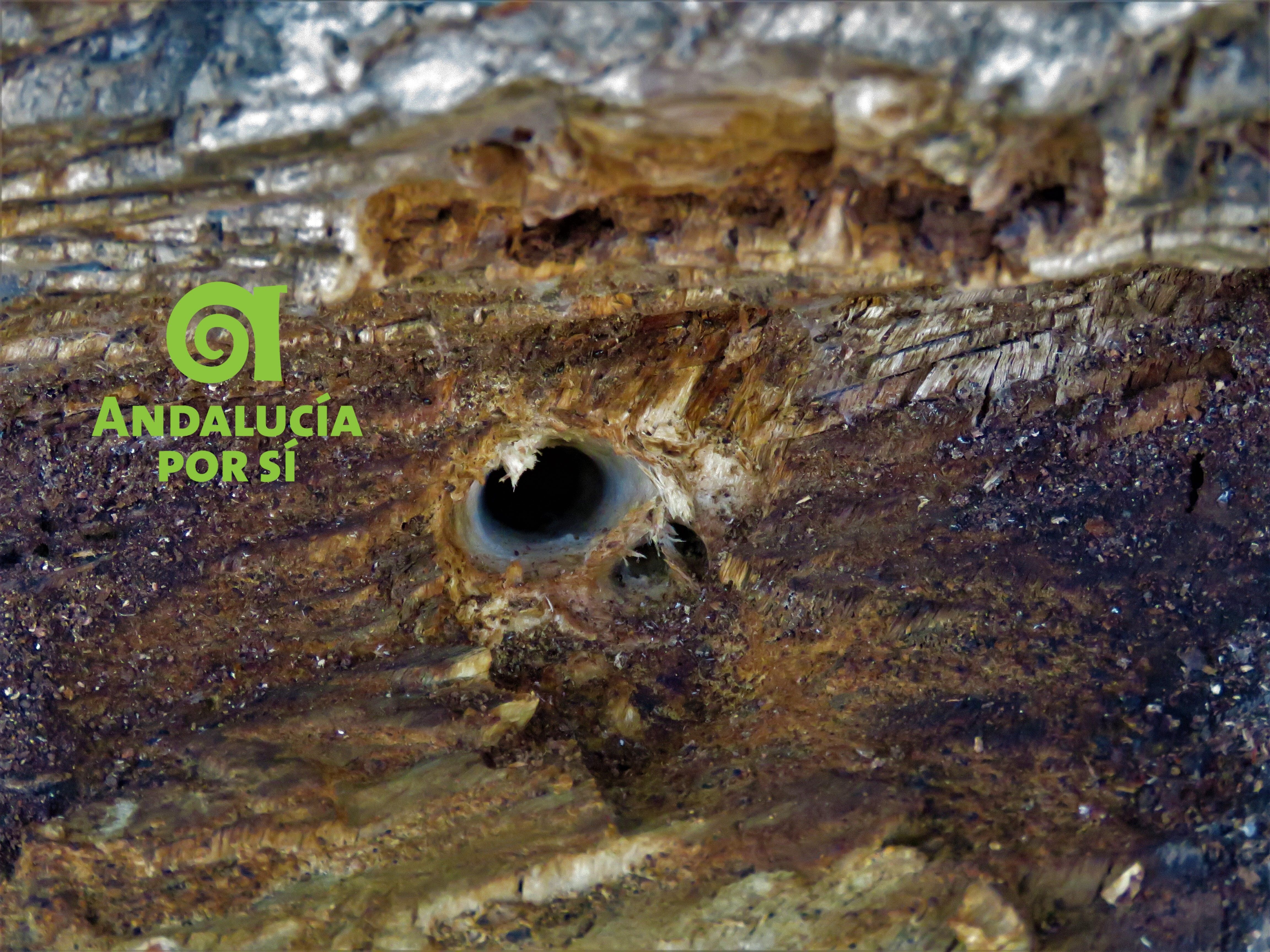 Un árbol taladrado en la barriada de Las Colonias, en Huelva.