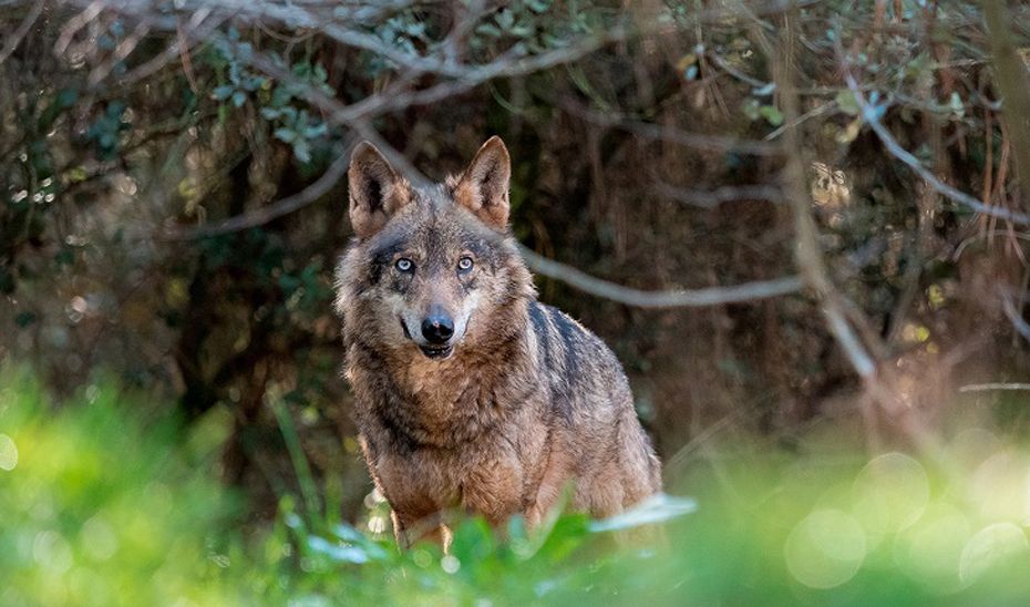 Imagen de un lobo facilitada por la Junta.