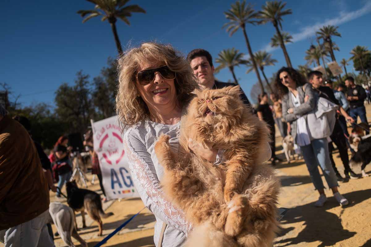 Un felino, en una pasada edición de San Antón.