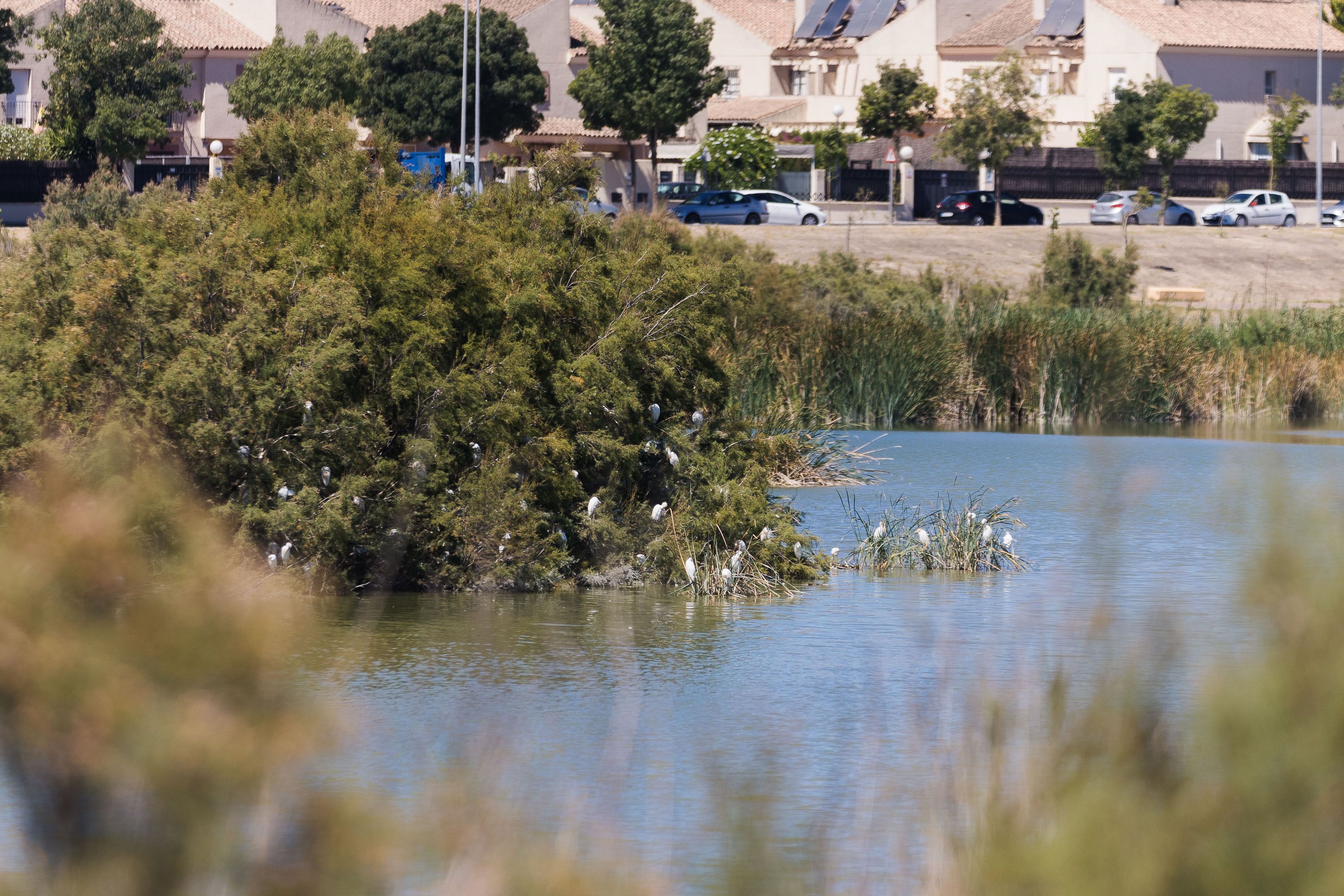 Una imagen de la Laguna de Torrox, en Jerez. Una imagen de la Laguna de Torrox, en Jerez.