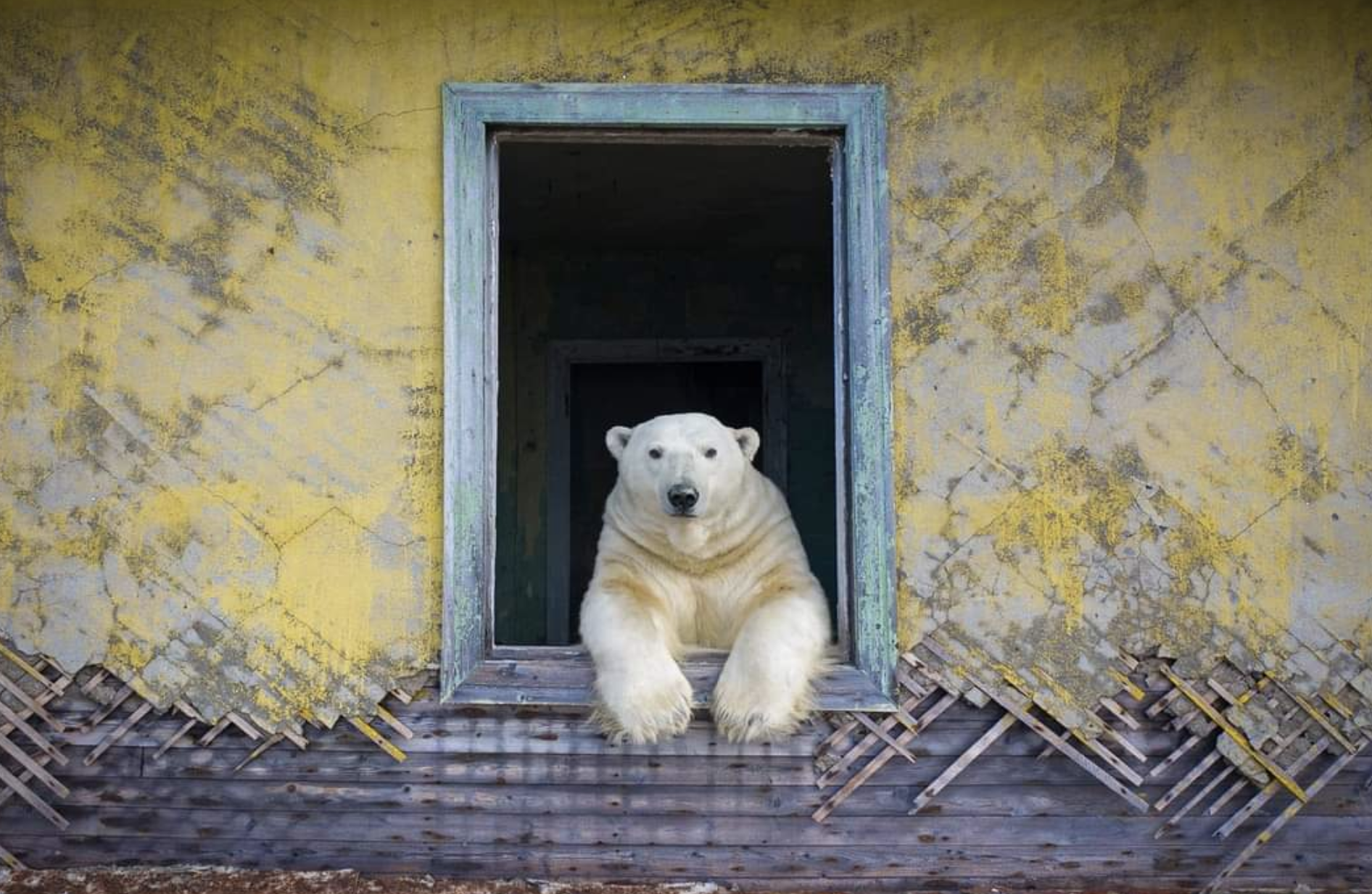 Alucinantes fotos de Dmitry Kokh: los osos polares recuperan su espacio en un pueblo fantasma de Rusia.