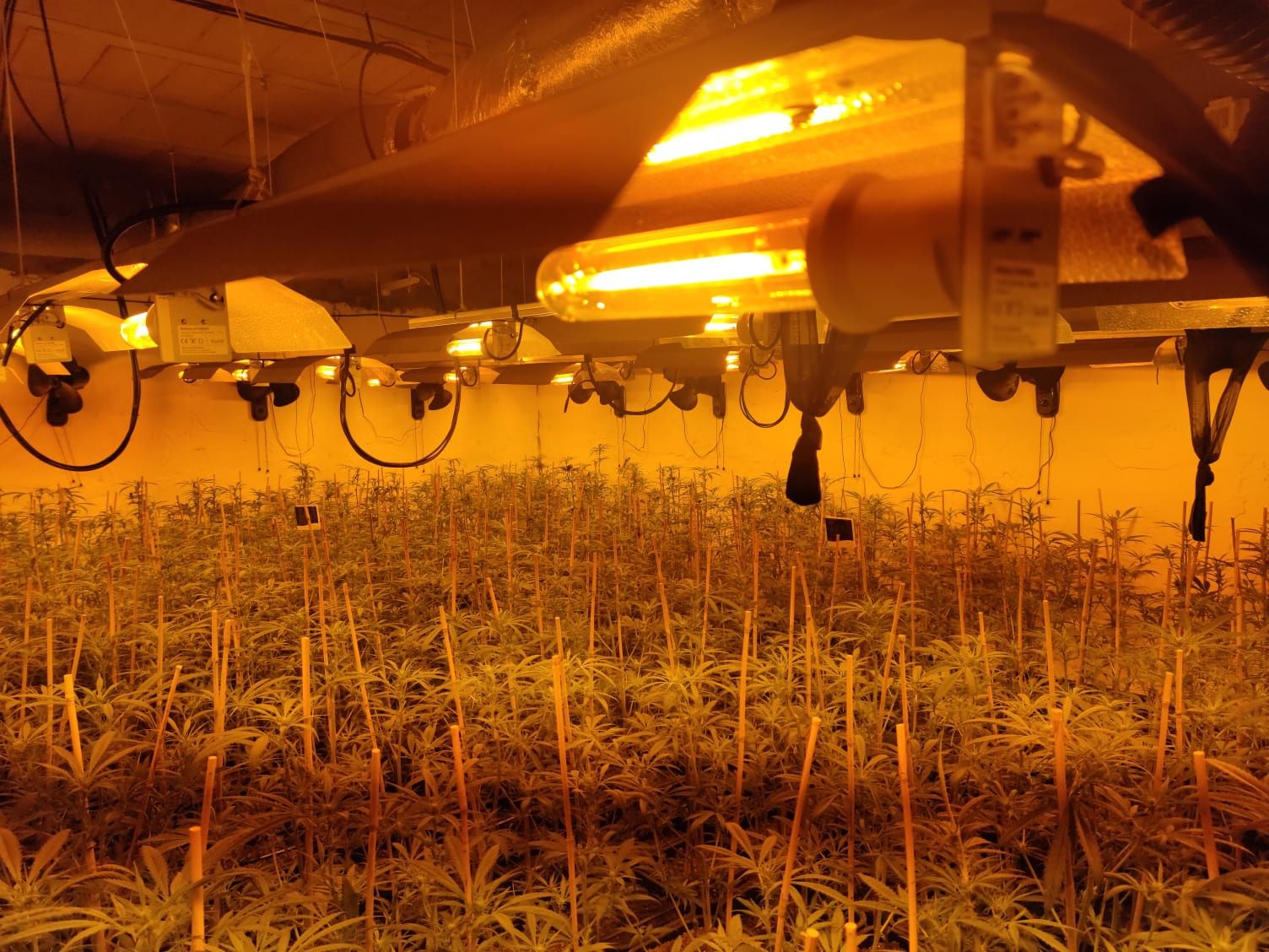 Una imagen de la instalación donde se cultivaban más de 500 plantas de cannabis.
