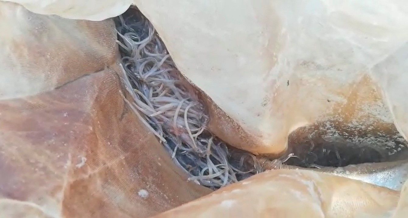 Una de las anguleras ilegales intervenidas. FOTO: GUARDIA CIVIL