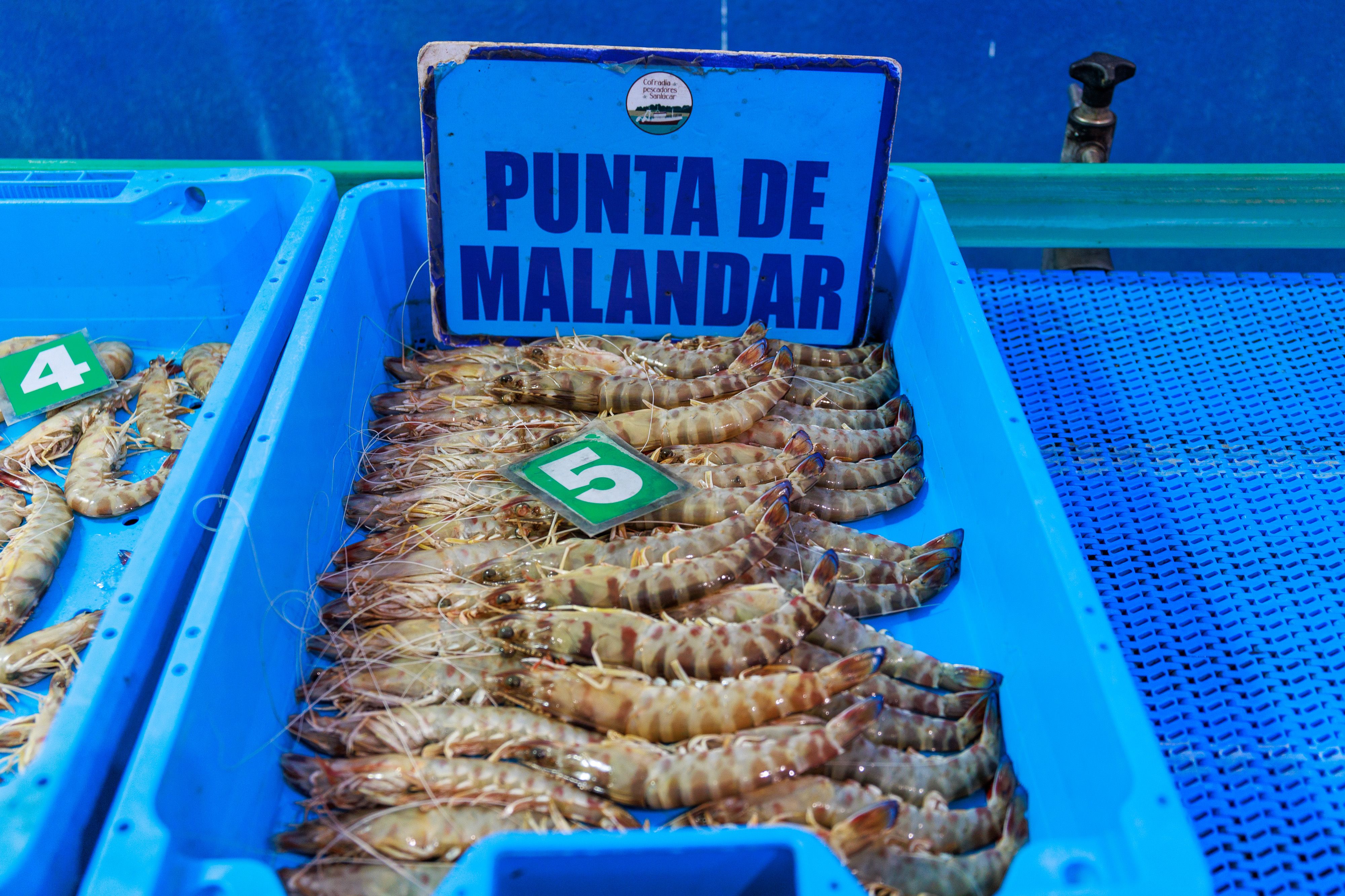 Langostinos de Sanlúcar, de uno de los barcos.