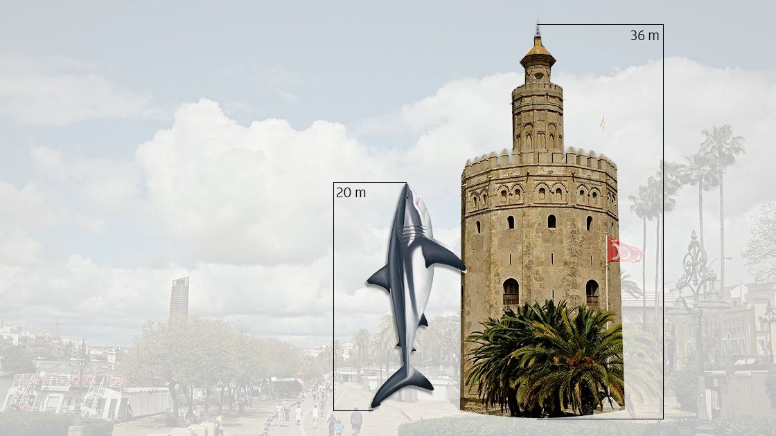 Recreación de un megalodon comparado en altura con la Torre del Oro.