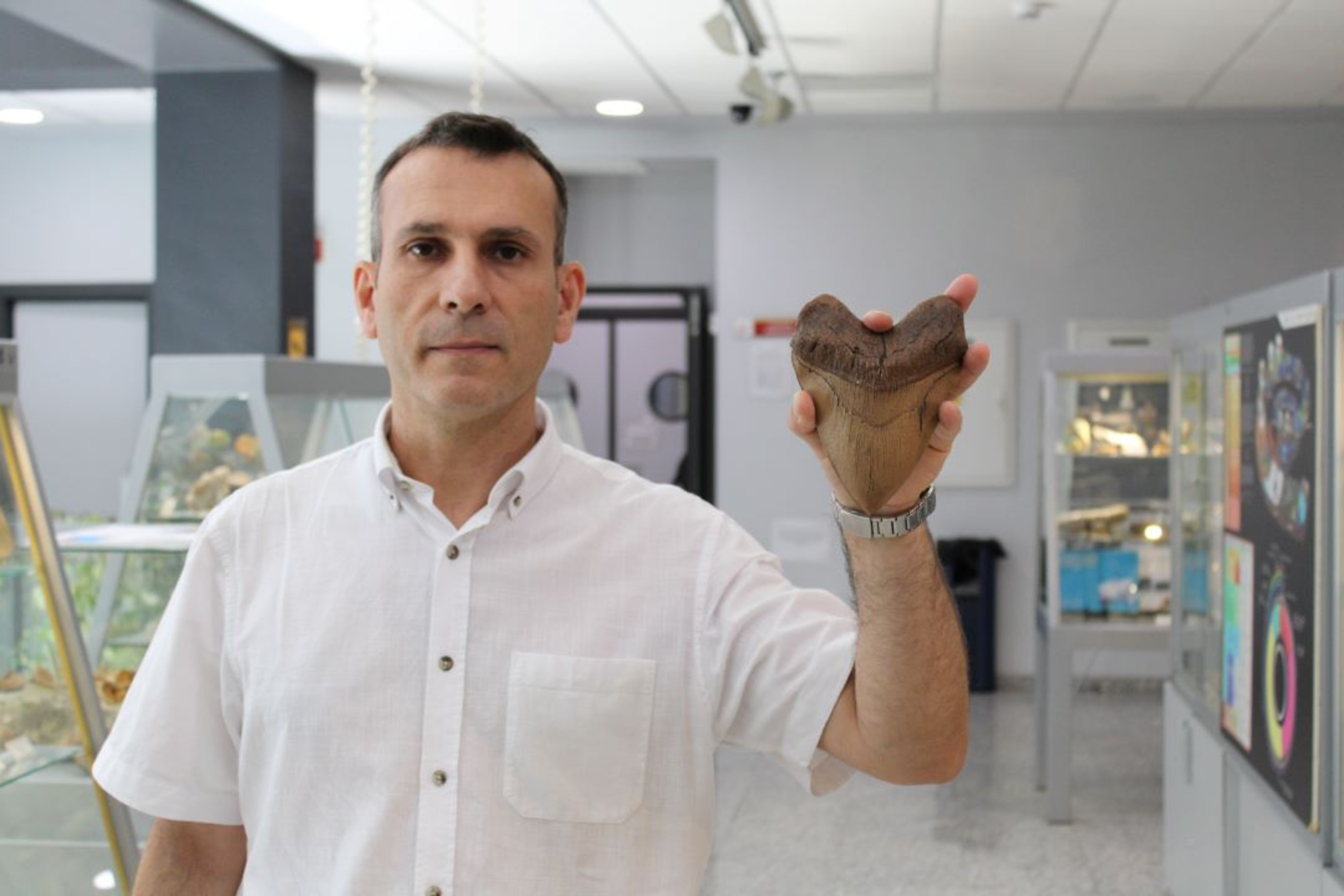 El director del Museo, Antonio Romero, enseñas una réplica a tamaño natural de un diente de megalodón.