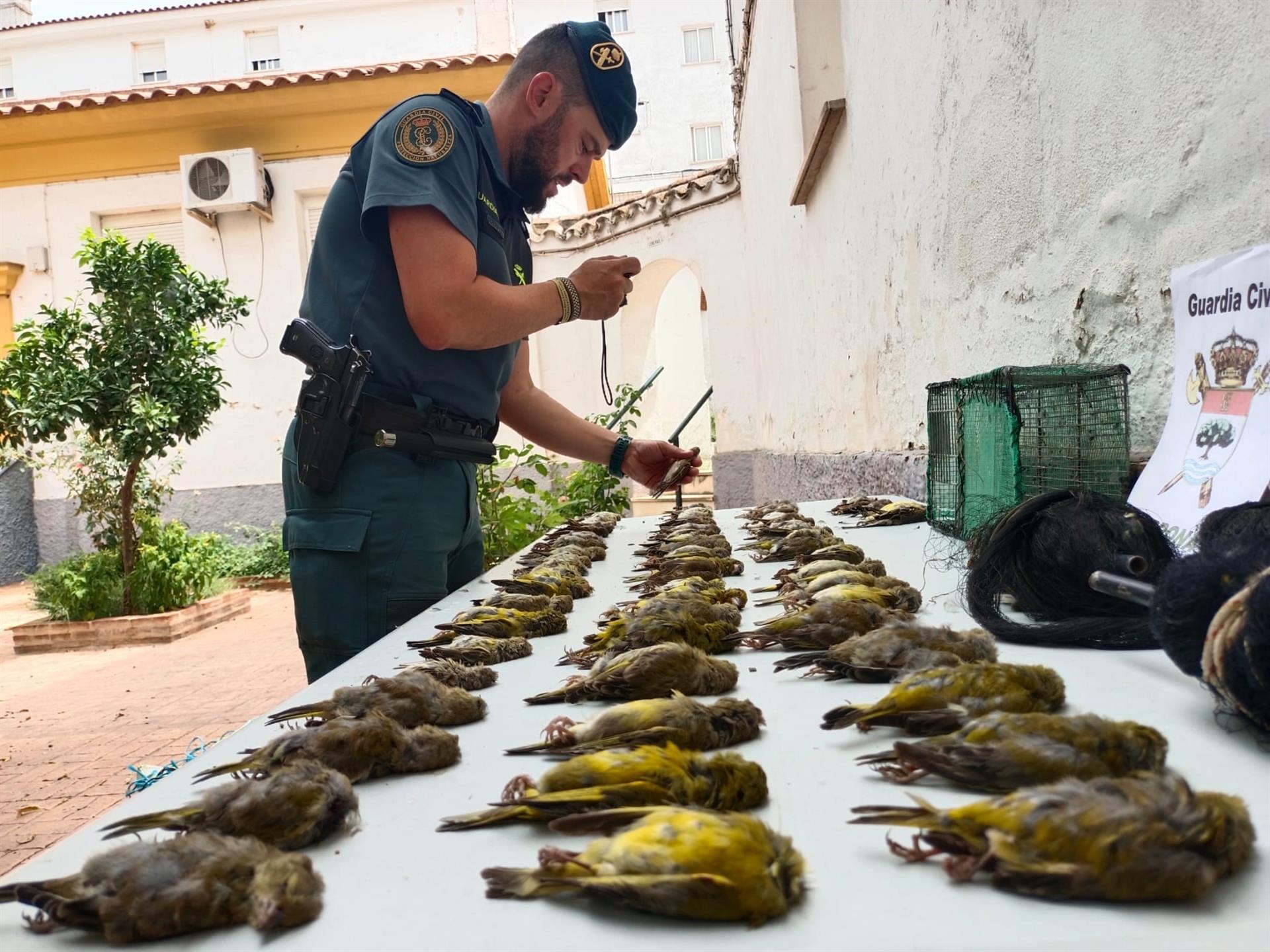 Las aves incautadas por la Guardia Civil, que investiga a este ciudadano de Santiponce.