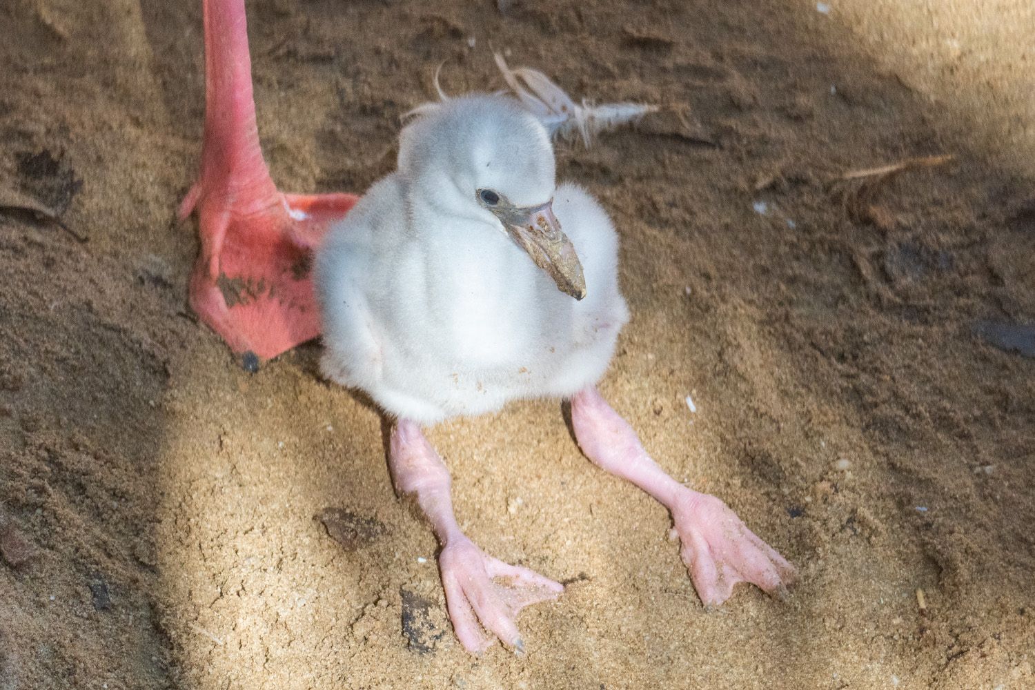 Crías de Flamenco del Bioparc Fuengirola. BIOPARC