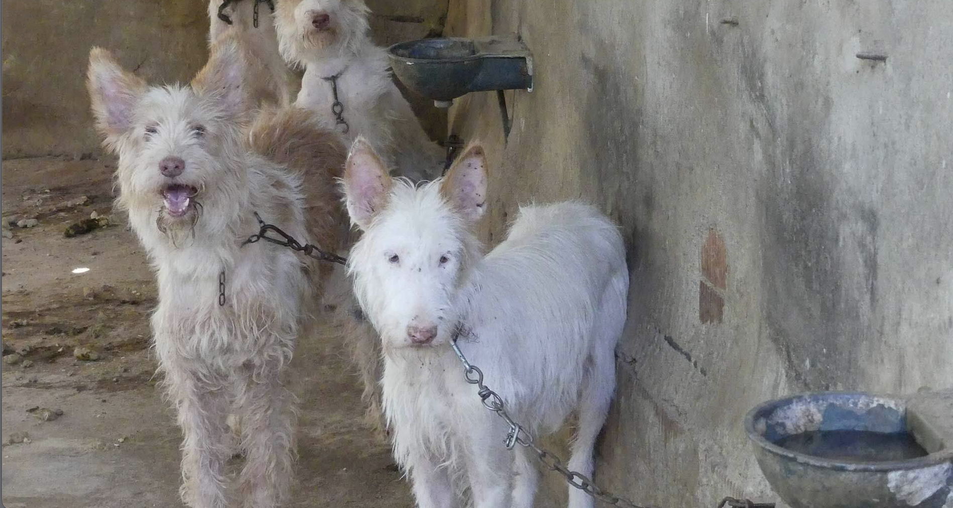 Algunos de los perros localizados por la protectora cordobesa en una imagen captada por el colectivo. 