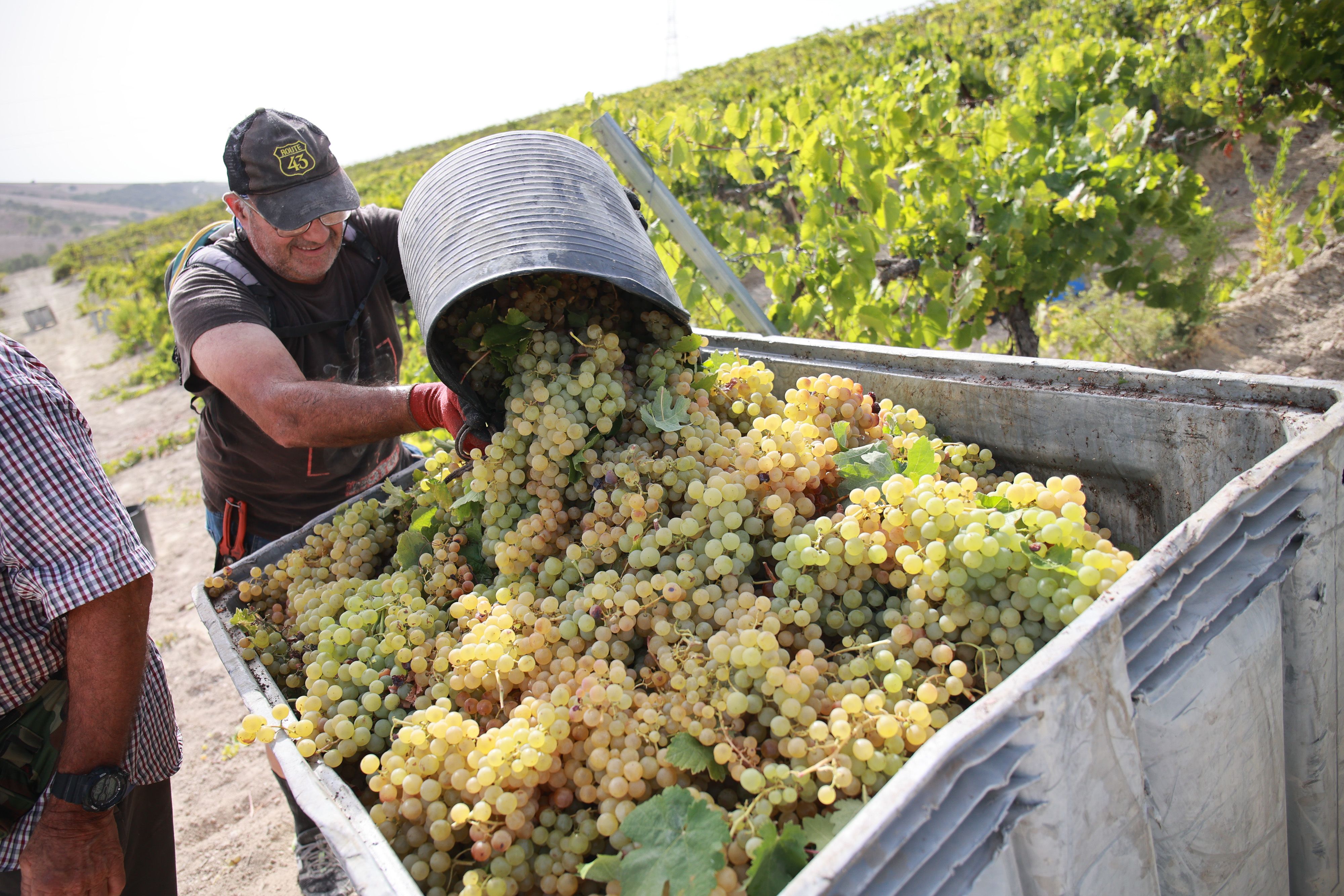 Un vendimiador vuelca la uva vendimiada en una de las cubas.