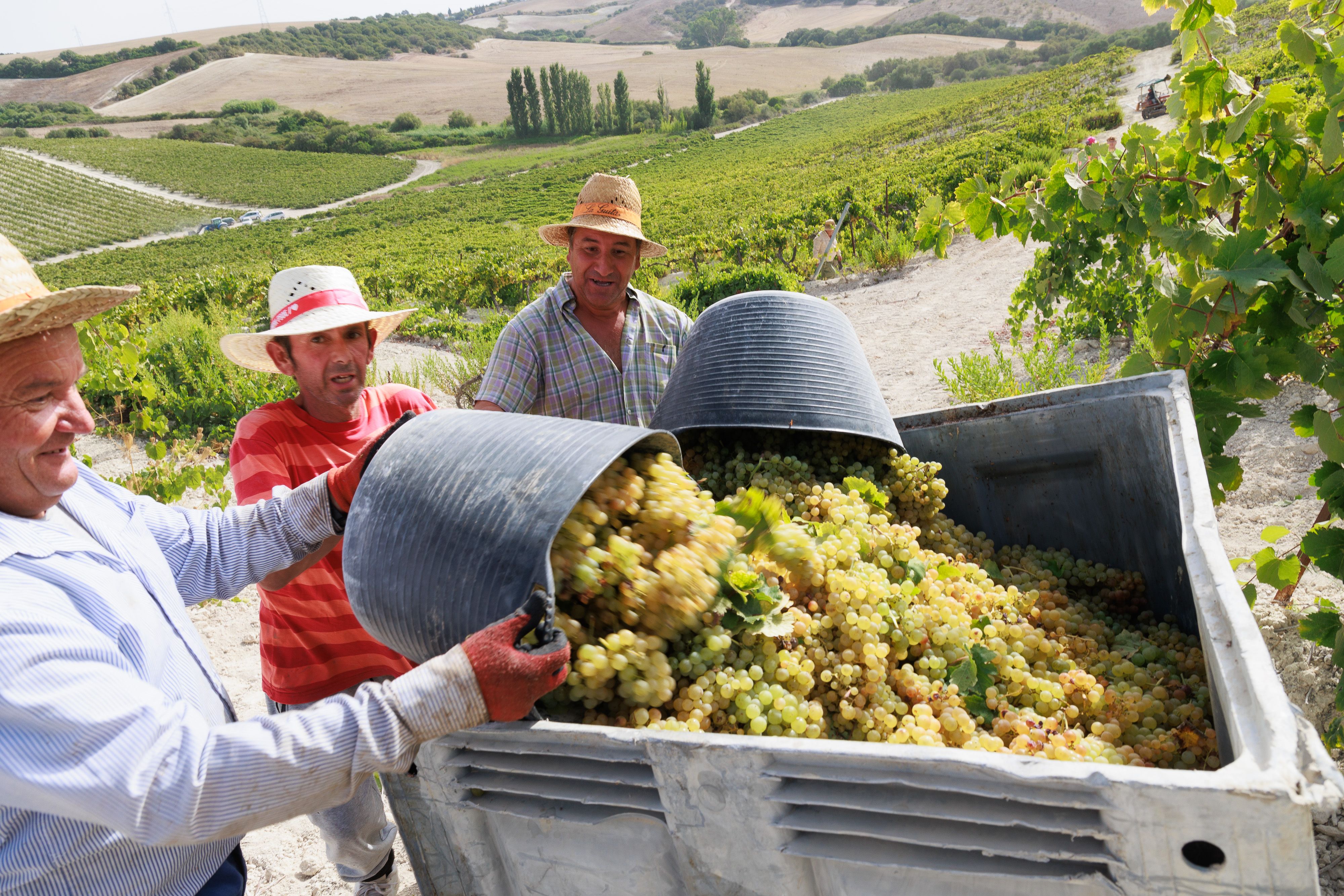 vendimiadores vuelcan la uva recolectada en la cuba.