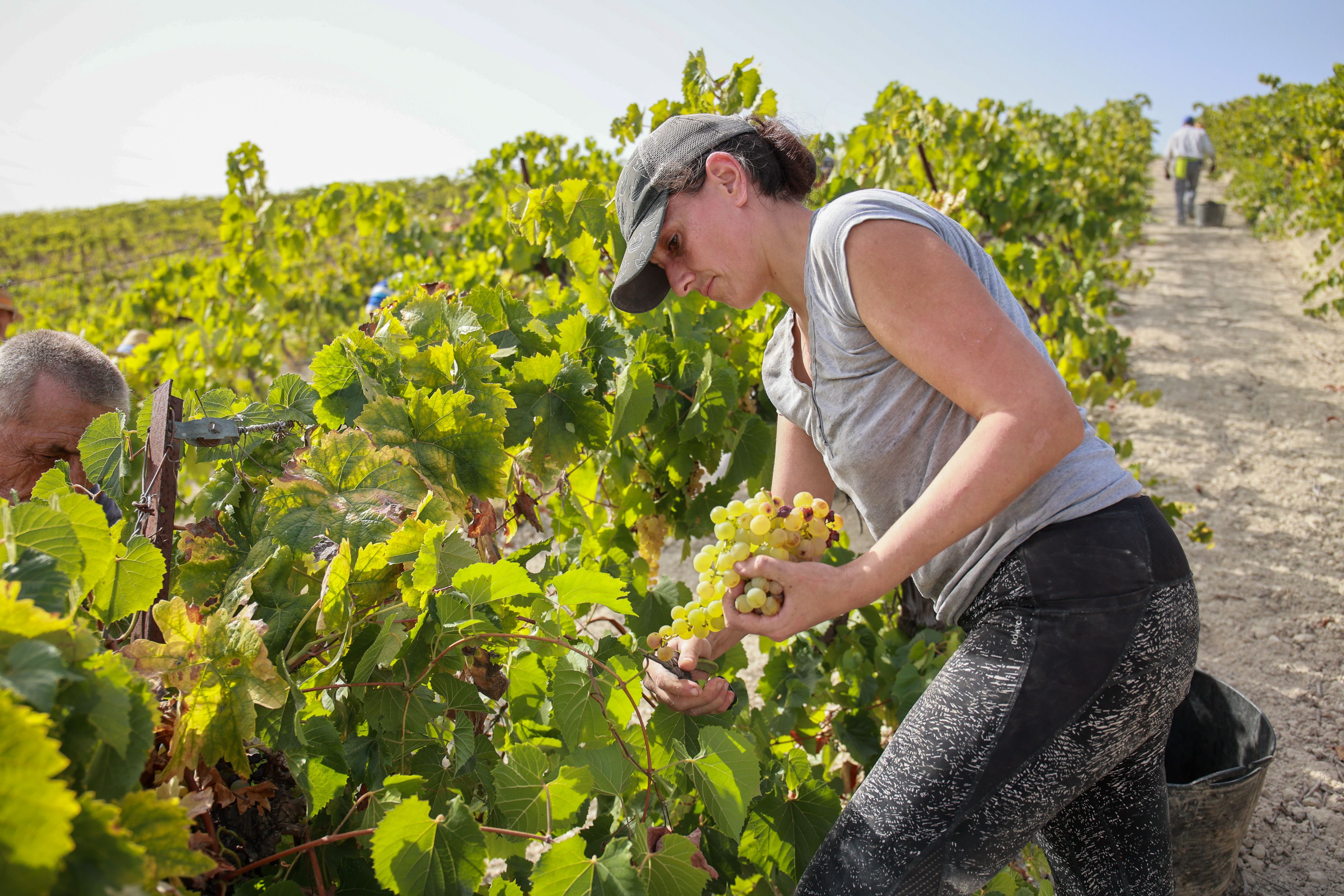 Una mujer vendimiando en viña Bristol en el Marco de Jerez.