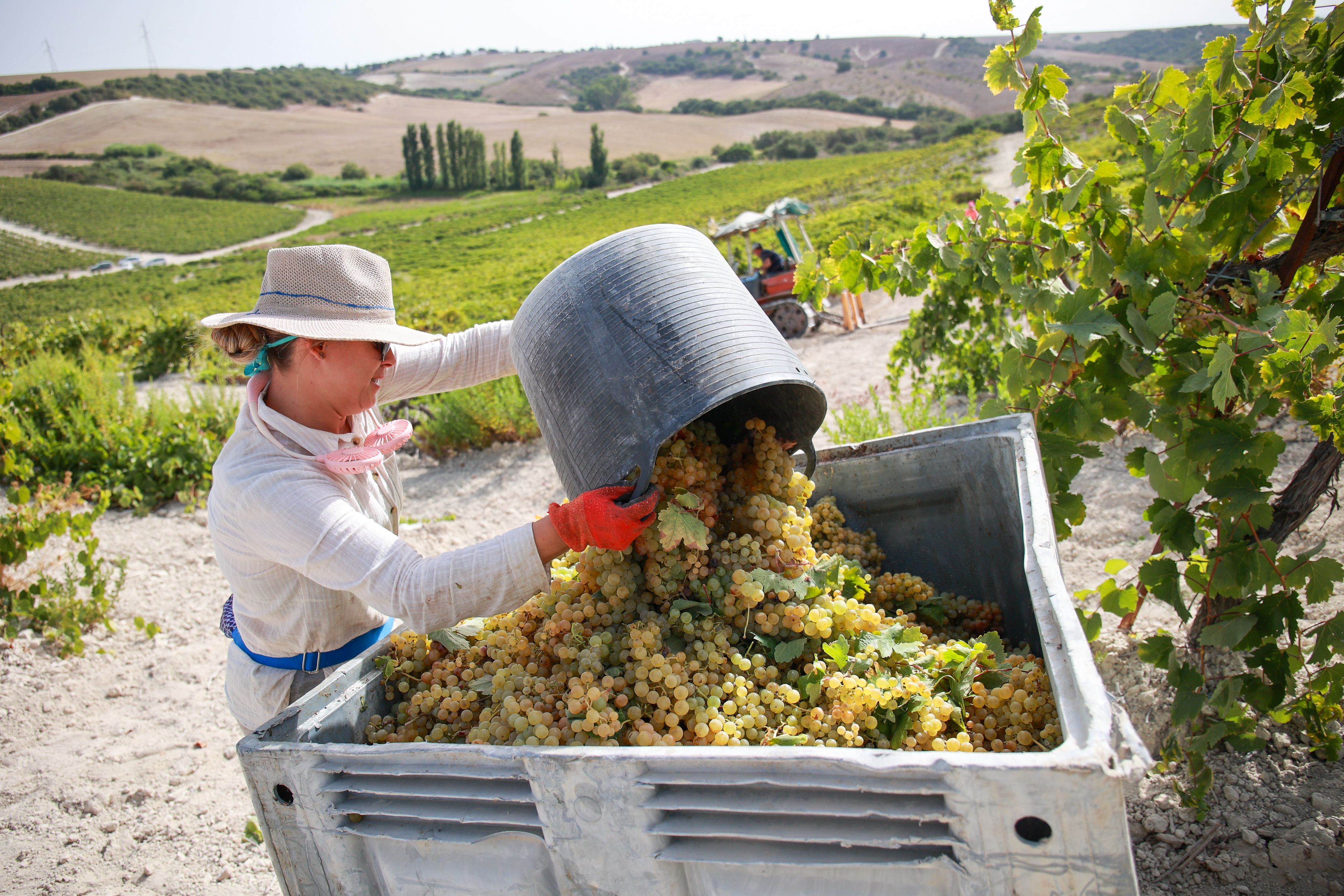 Comienza la vendimia en el Marco 