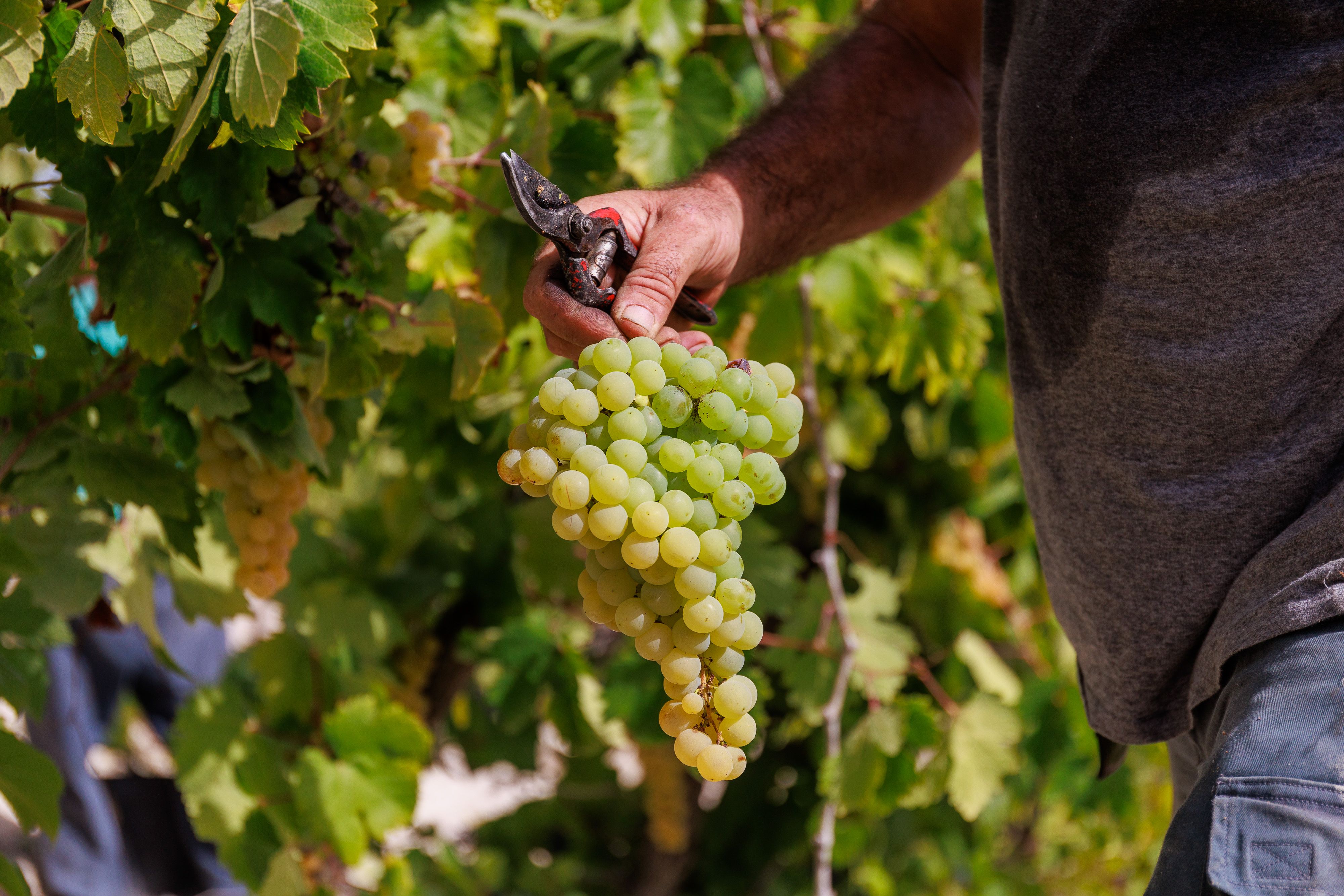 Detalle de uno de los racimos de uva palomino recolectado.