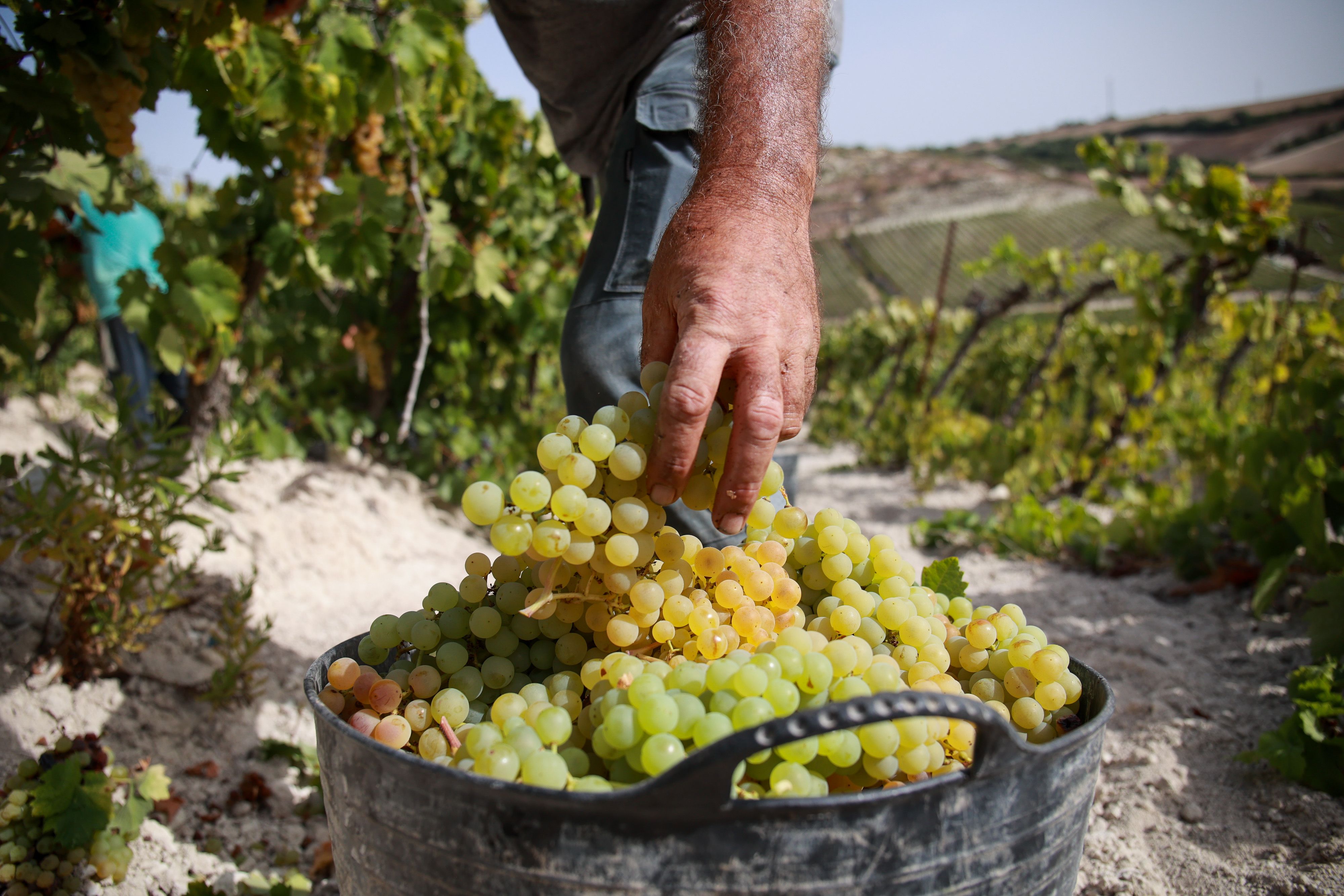 Detalle de uno de los racimos de uva palomino recolectado.