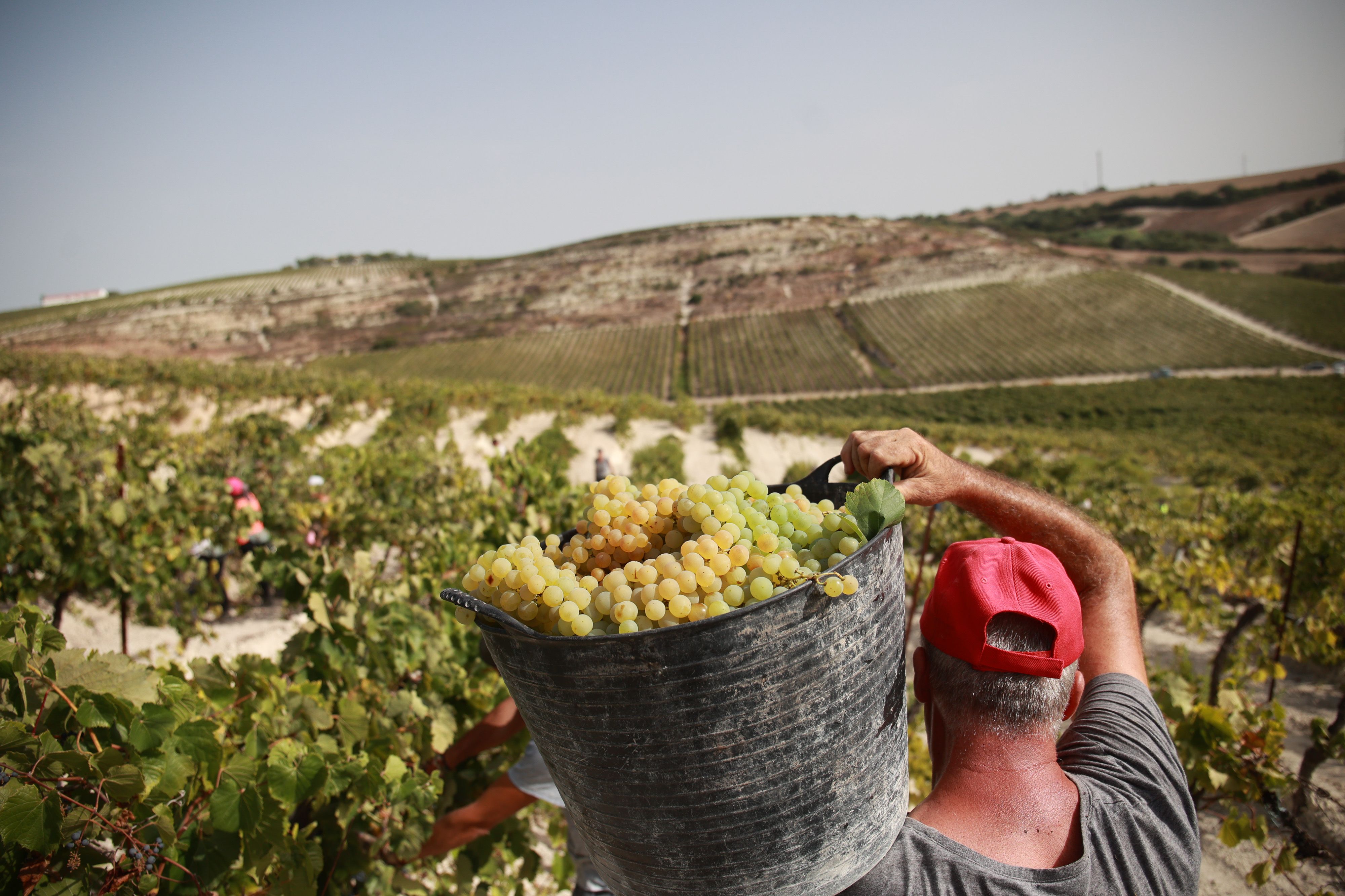 Un vendimiador carga al hombro la uva vendimiada en Viña Bristol.