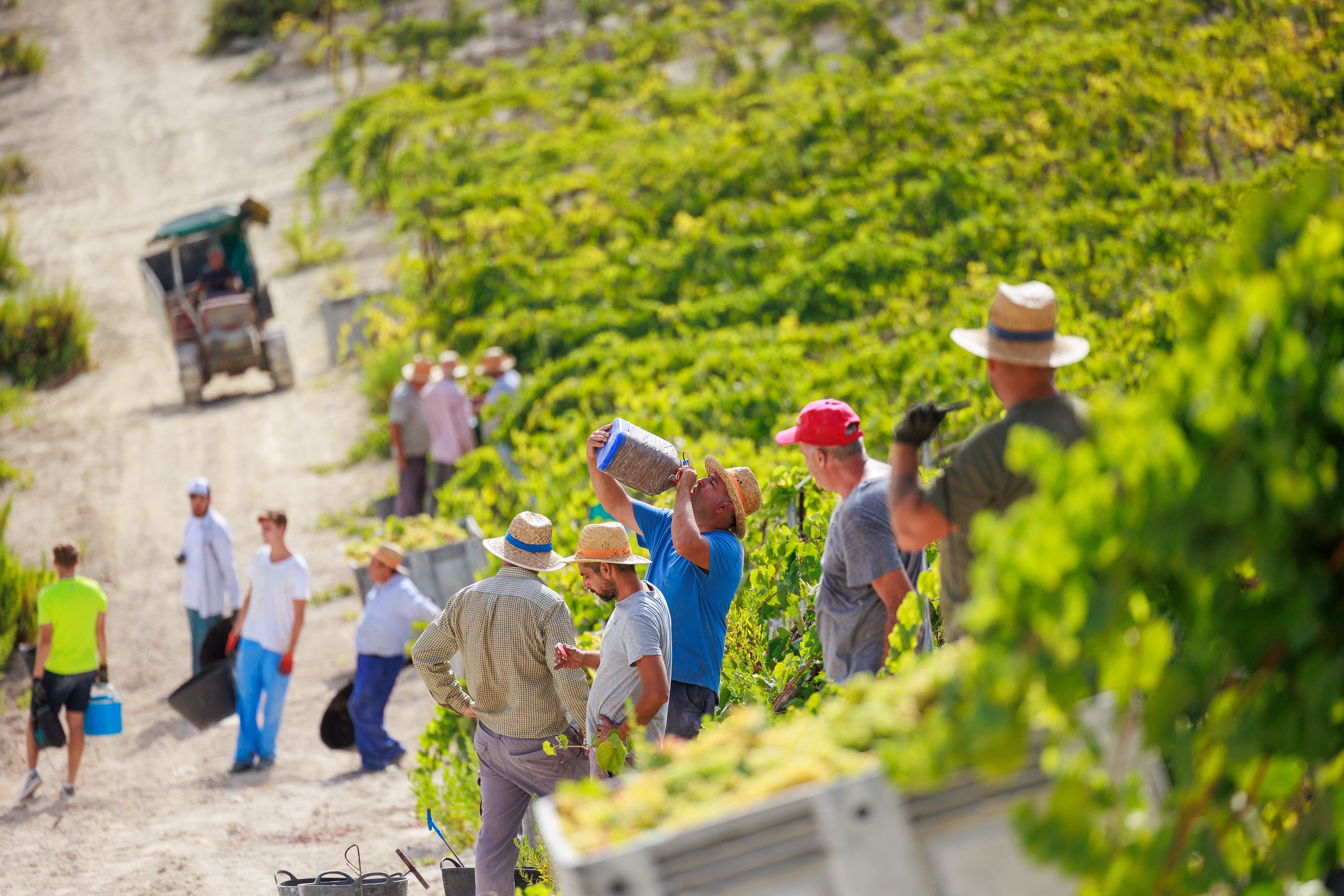 Vendimiadores beben agua para refrescarse tras las altas temperaturas en la viña.