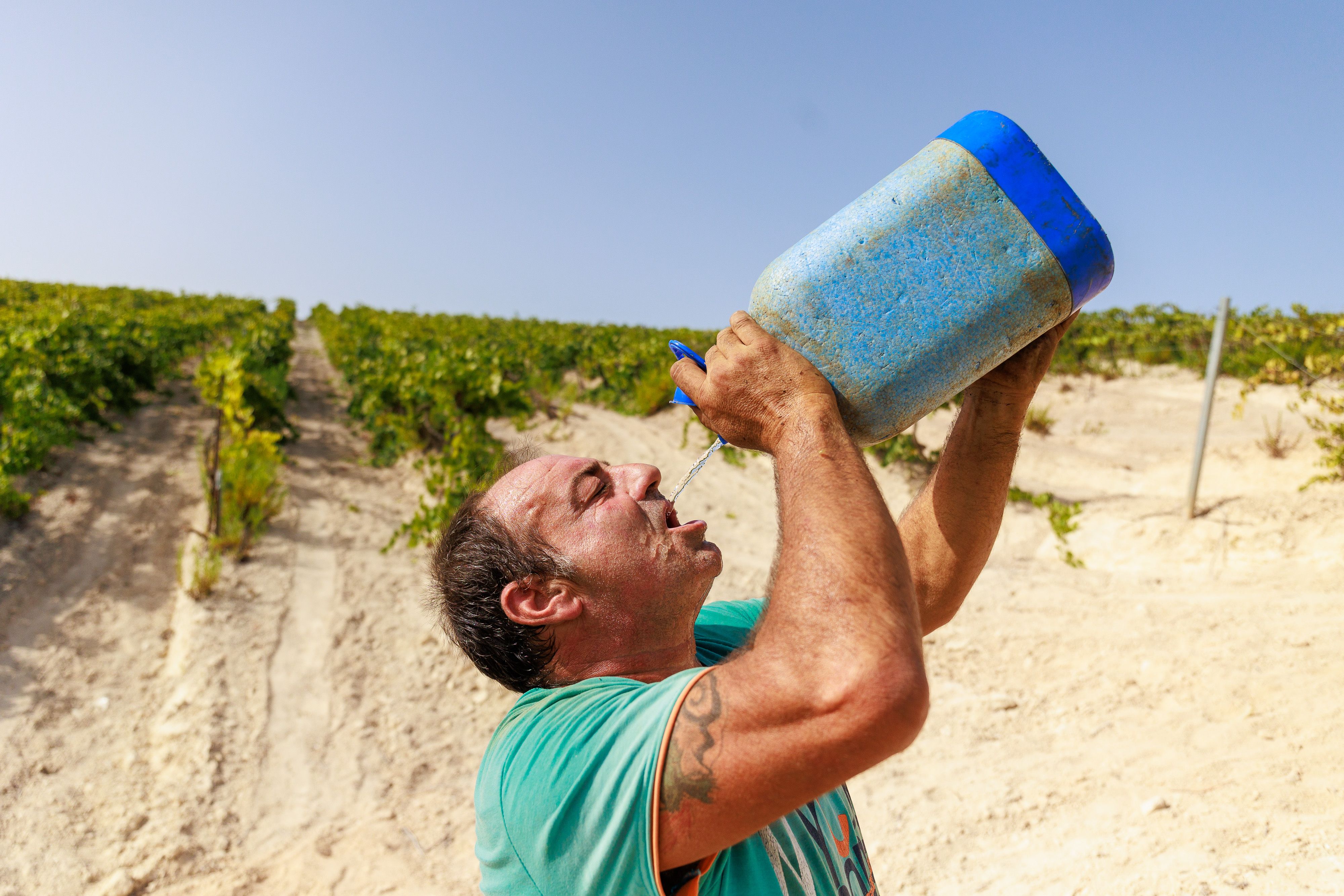 Vendimiadores beben agua para refrescarse tras las altas temperaturas en la viña.