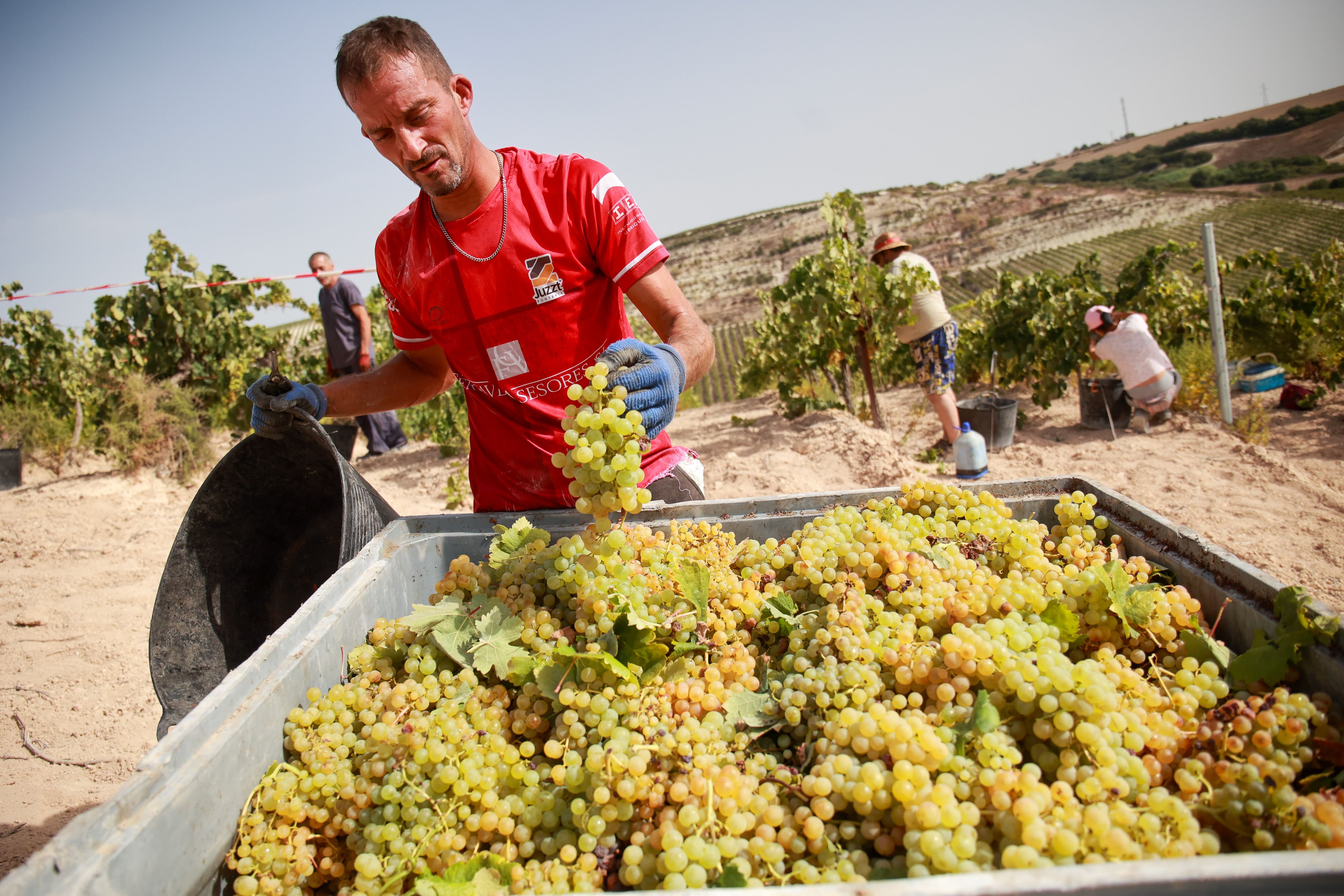 un cuba llena de uva palomino en la vendimia de Viña Bristol.