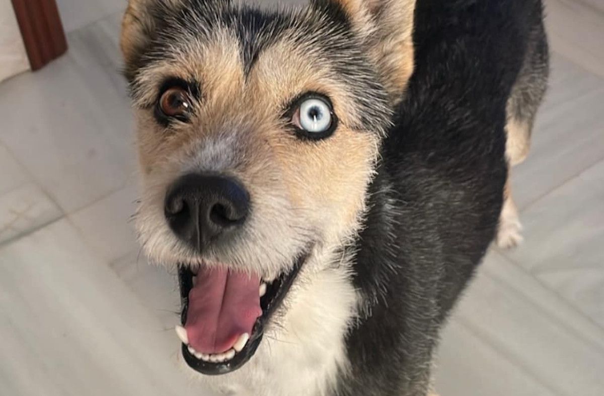 Tayron, el perrito perdido en la zona sur de Jerez.  FACEBOOK