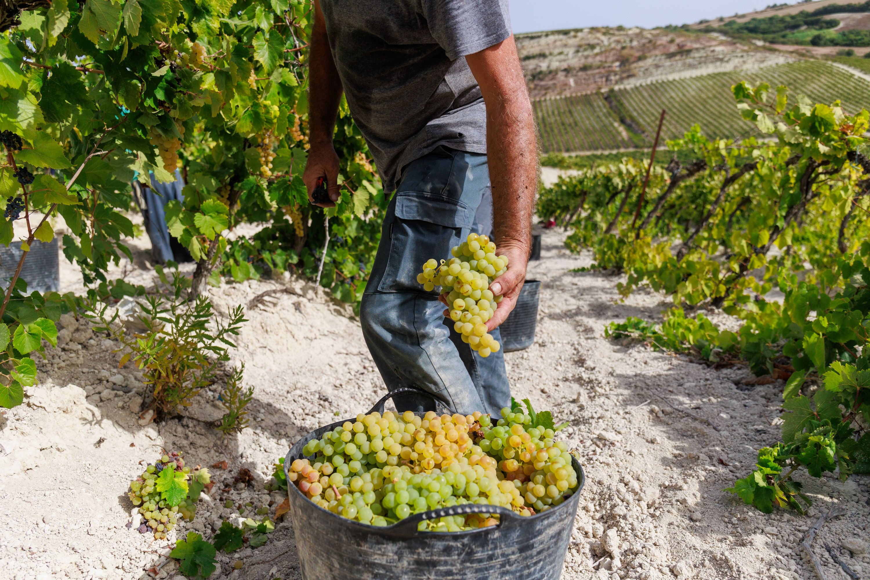Un hombre trabajando en la vendimia en una imagen reciente. 