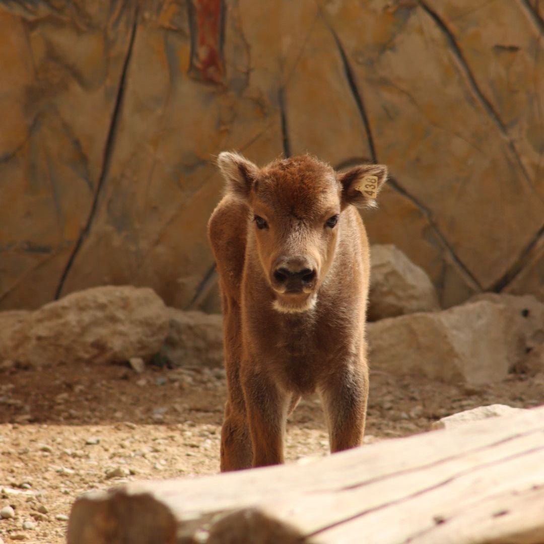 Nace una hembra de bisonte europeo en el Zoobotánico de Jerez.