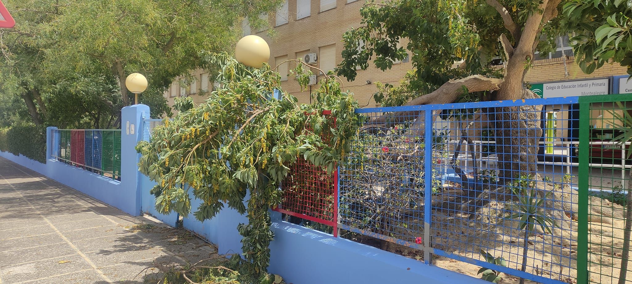 Caída de la rama de un árbol en el colegio de Montealegre de Jerez