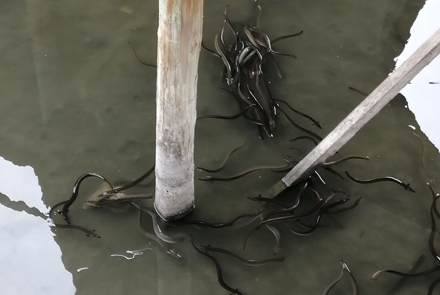 Anguilas en el lago ubicado en el polígono de Las Salinas en El Puerto. FACEBOOK