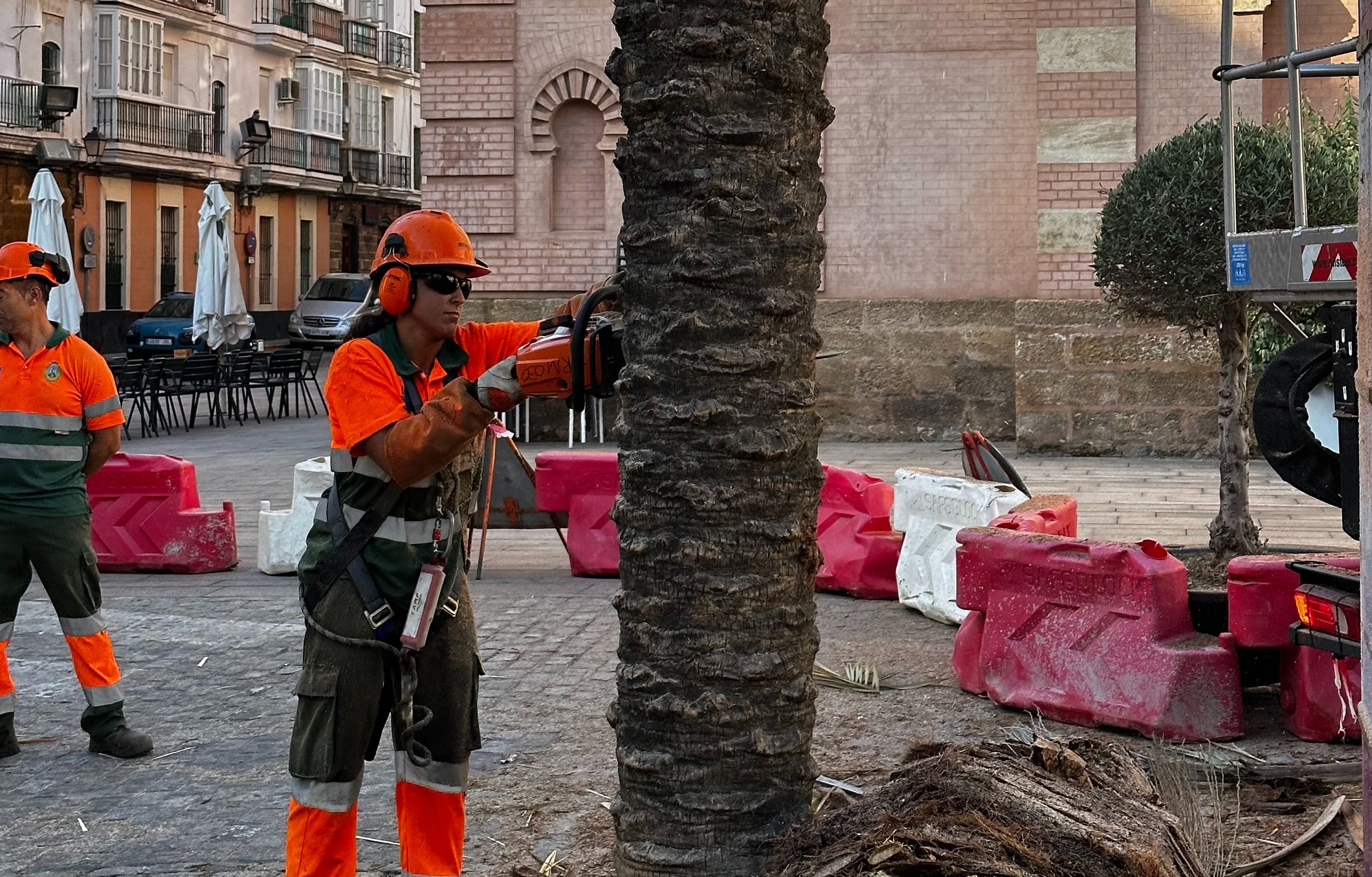 Una operaria corta la palmera de la plaza del Teatro Falla de Cádiz